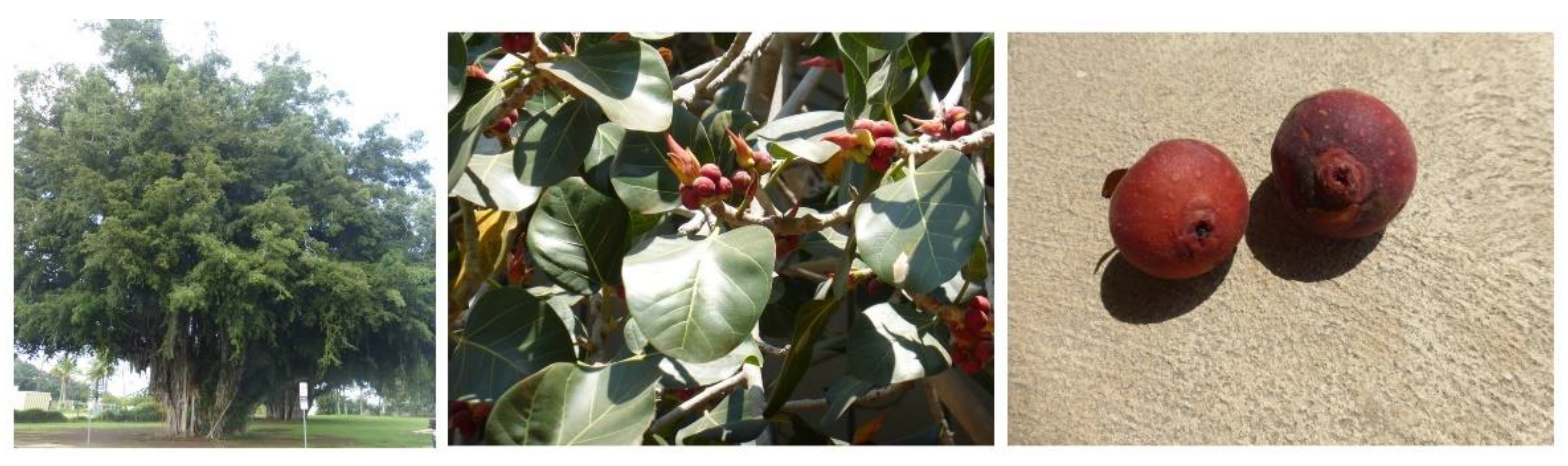Plants 10 02749 g002