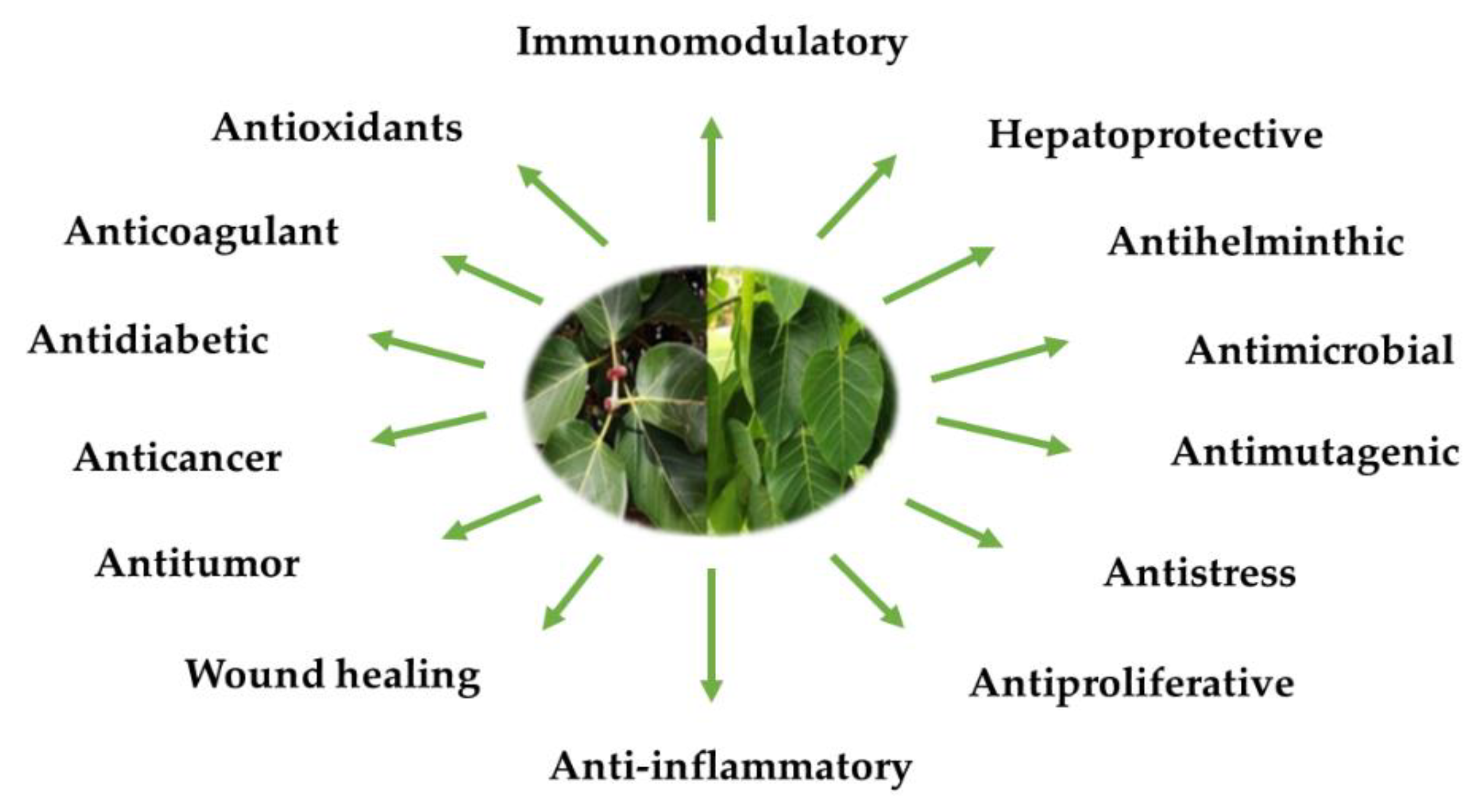 Plants 10 02749 g006
