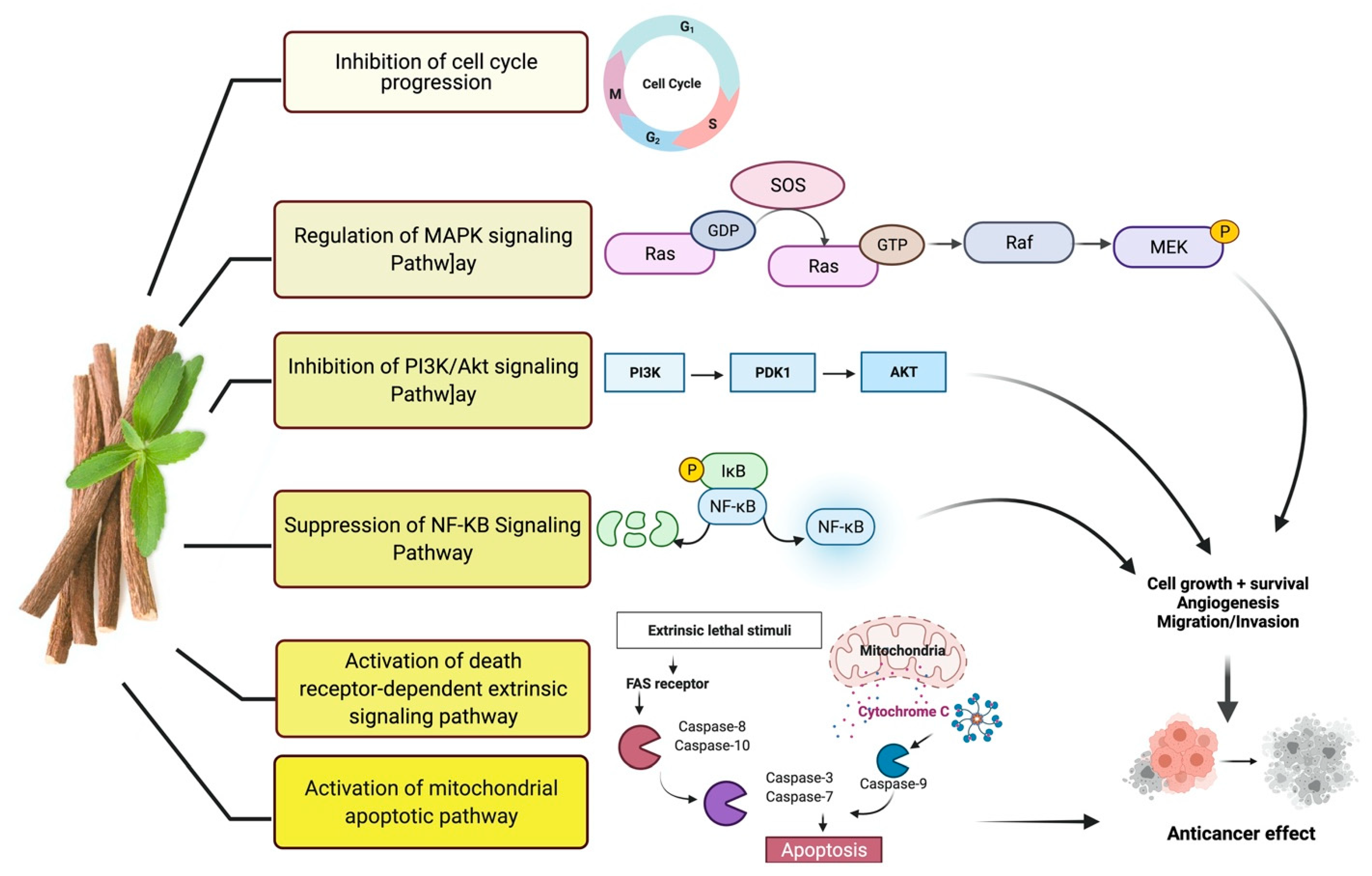 Plants 10 02751 g002