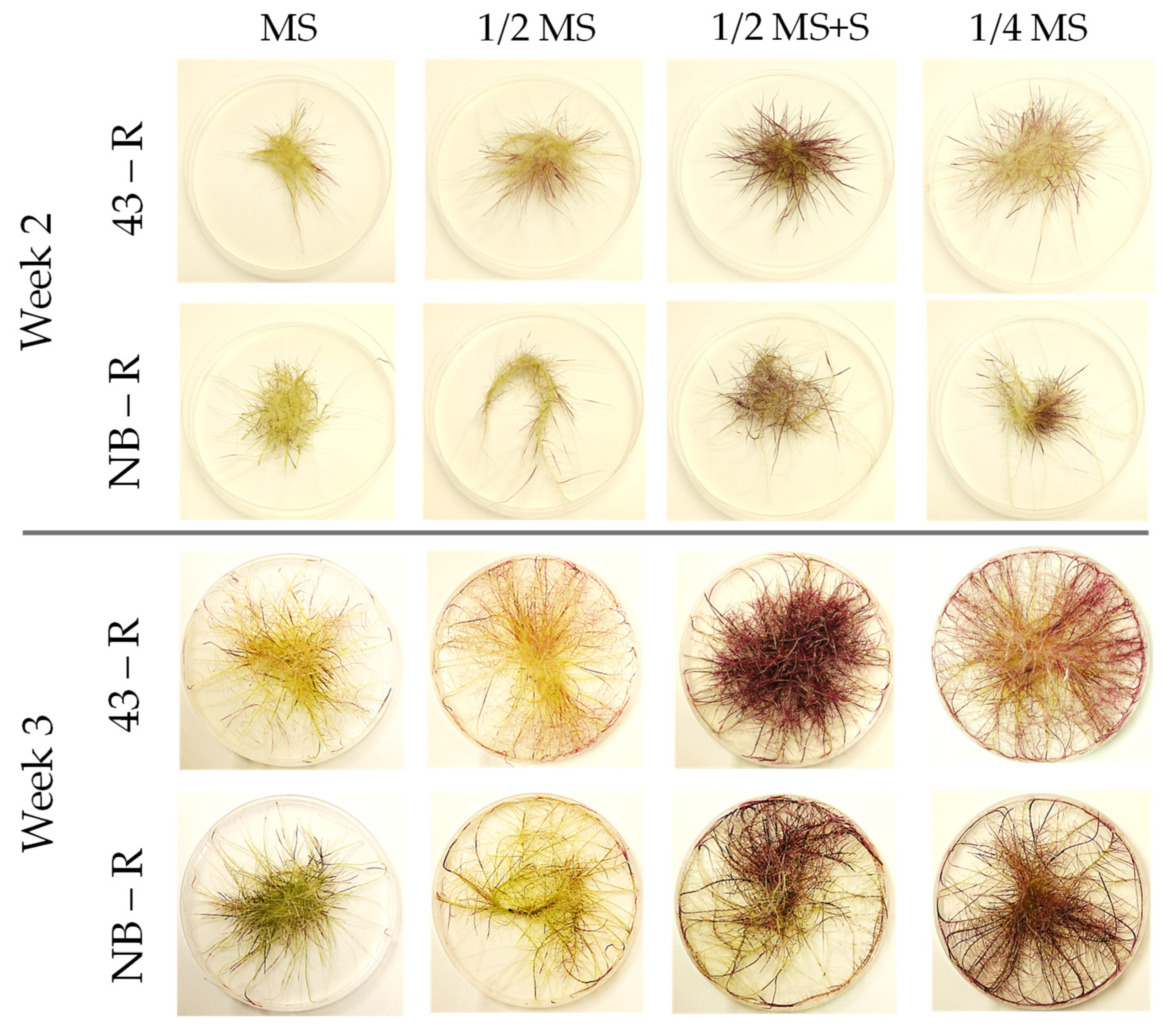 Plants 10 02753 g001