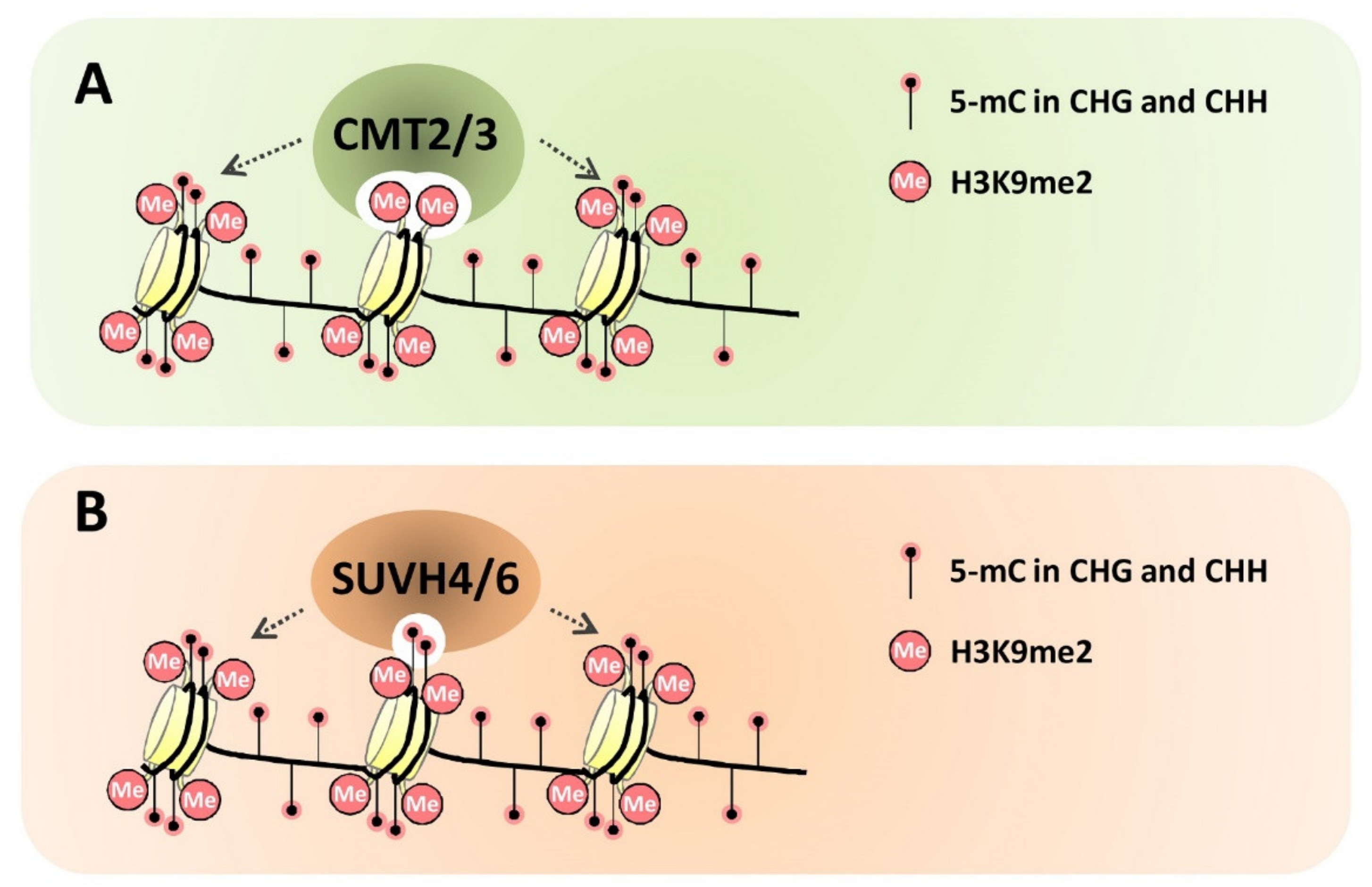 Plants 10 02766 g001 Plants 10 02766 g001