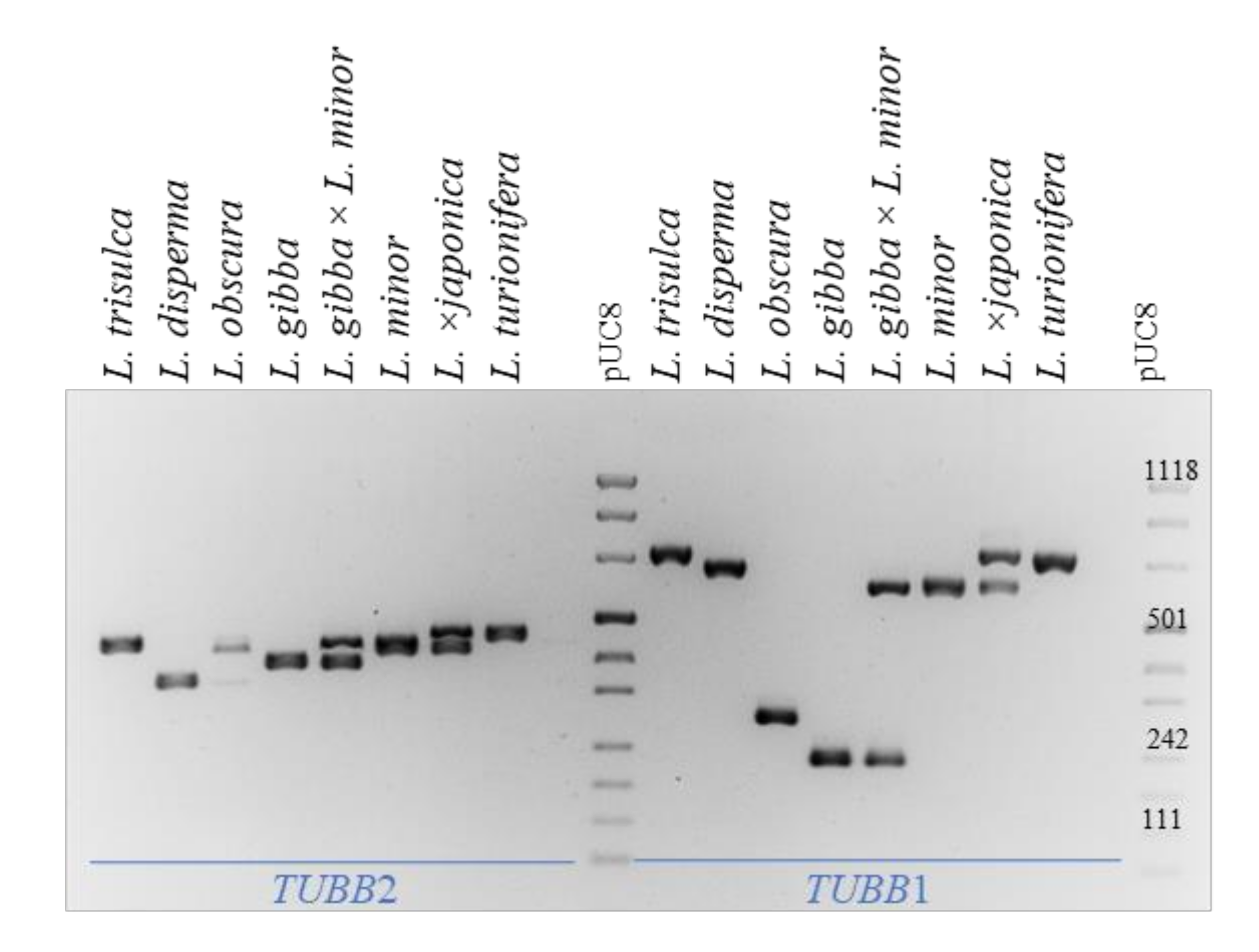Plants 10 02767 g006