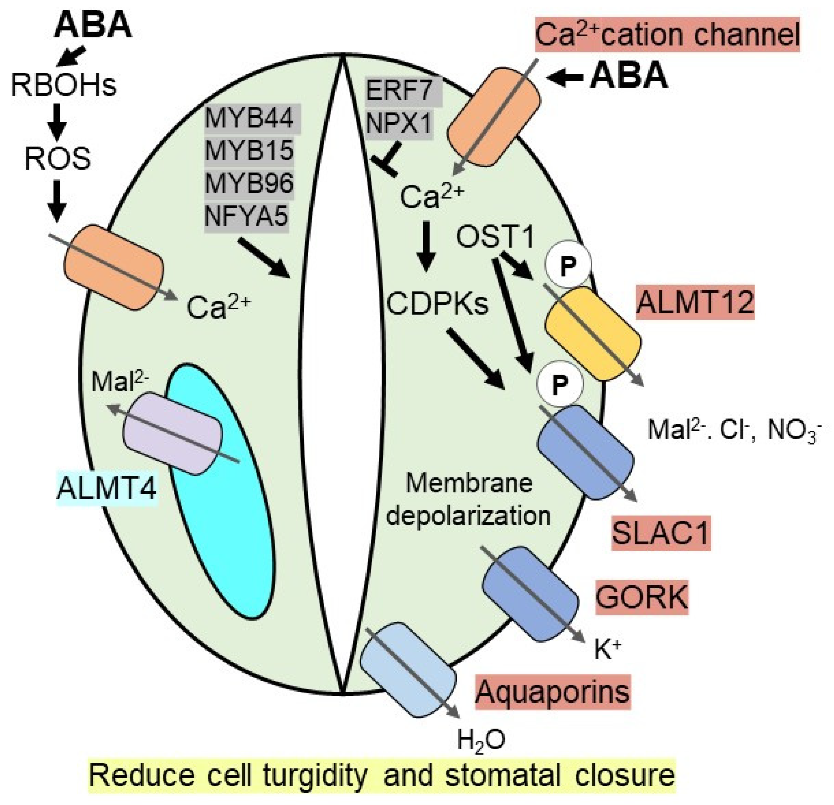 Plants 10 02769 g001