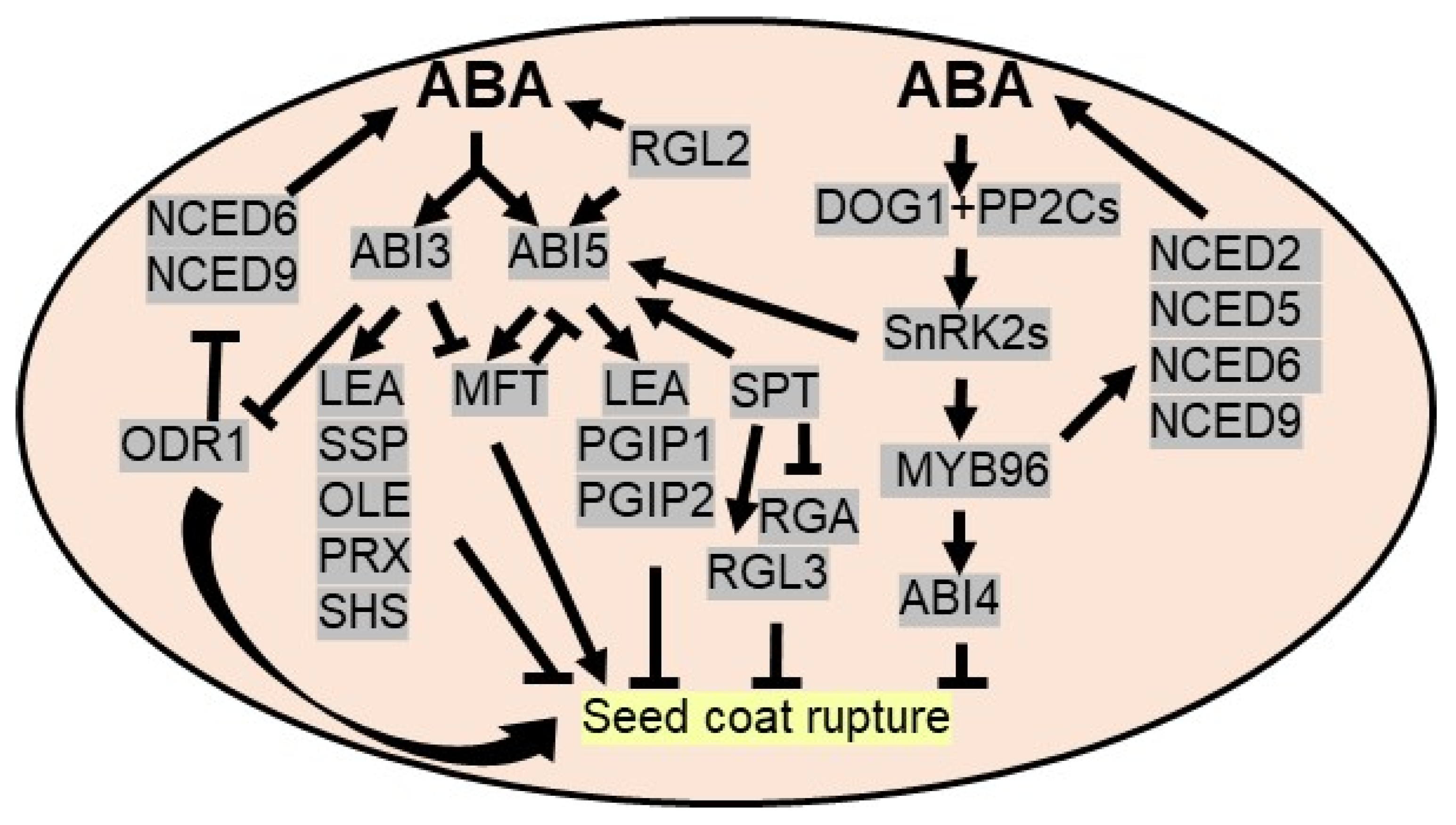 Plants 10 02769 g002