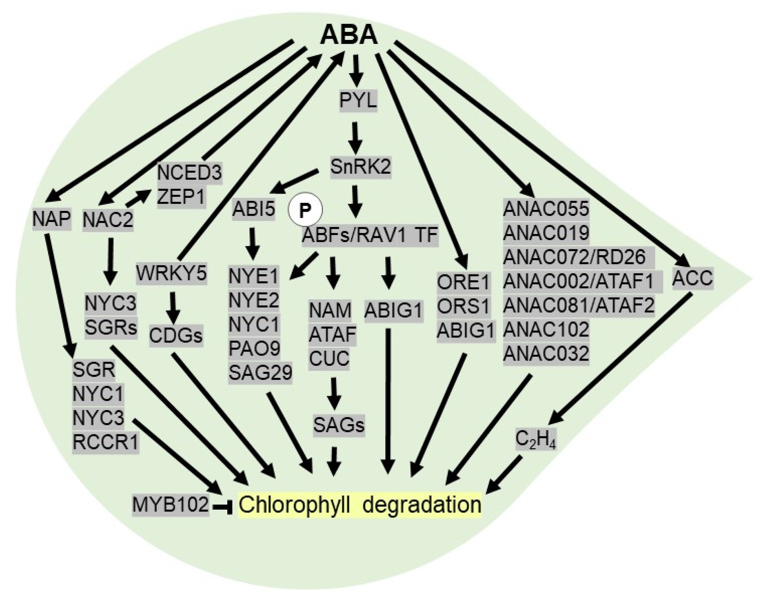 Plants 10 02769 g004