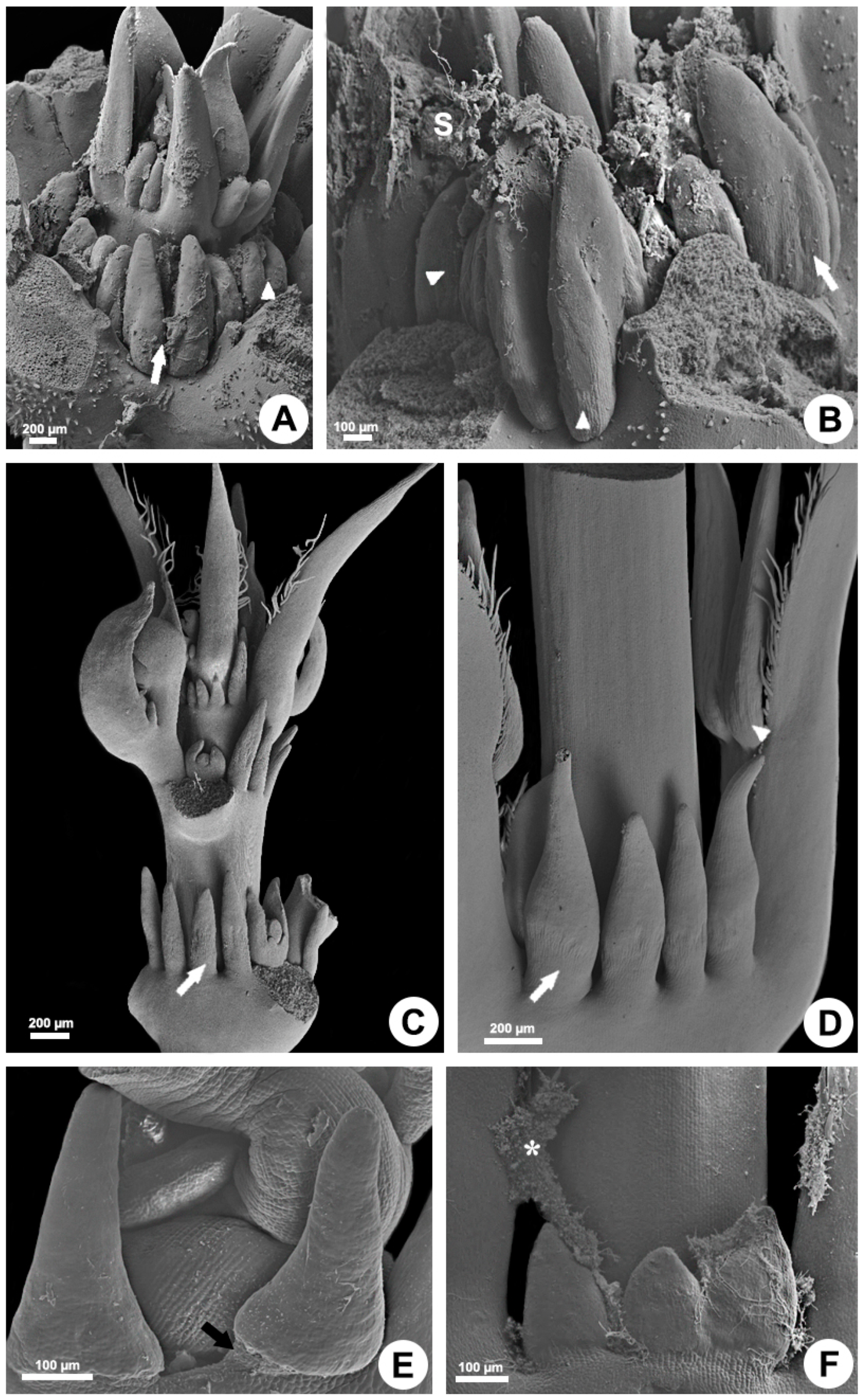 Plants 10 02770 g001