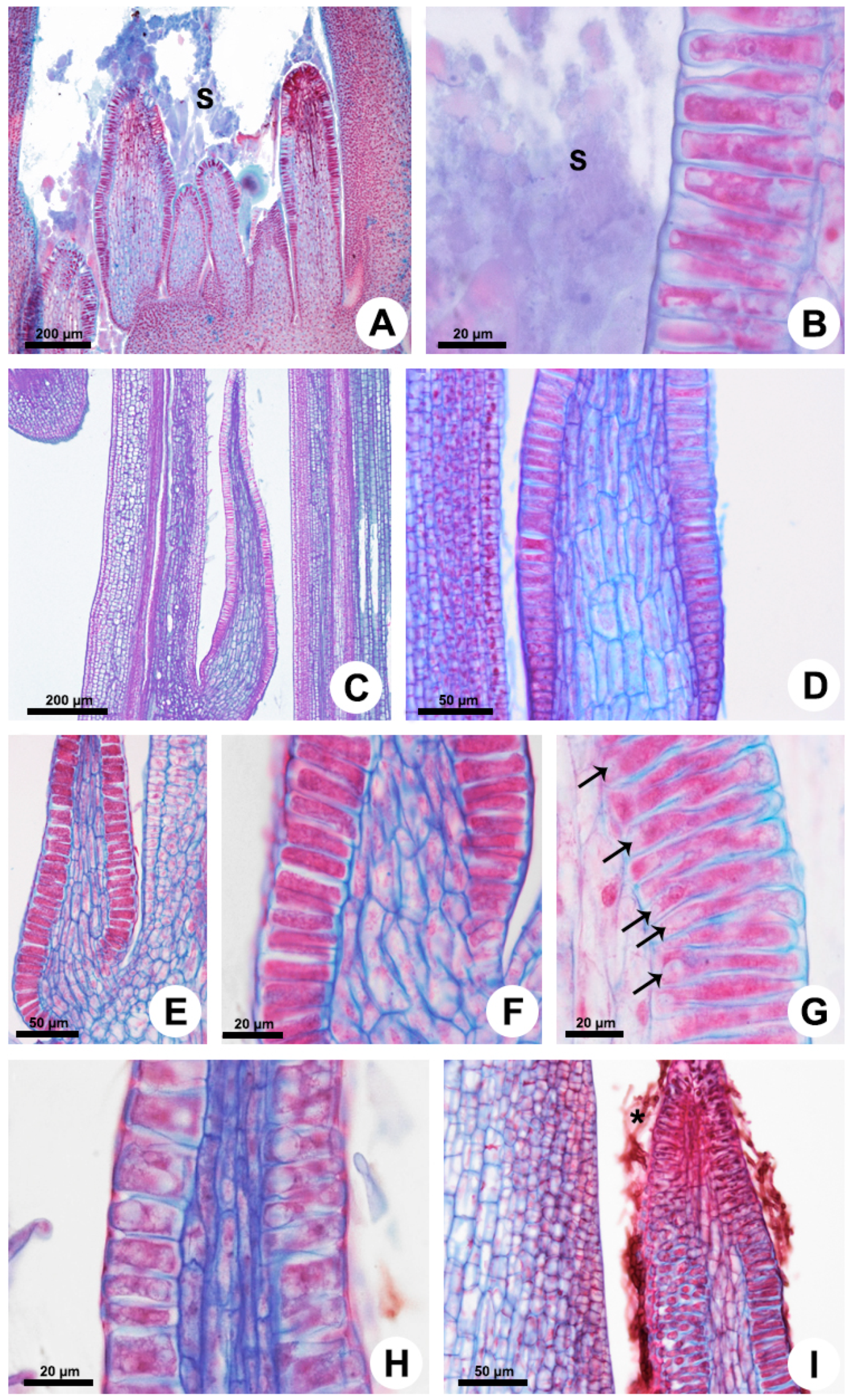 Plants 10 02770 g002