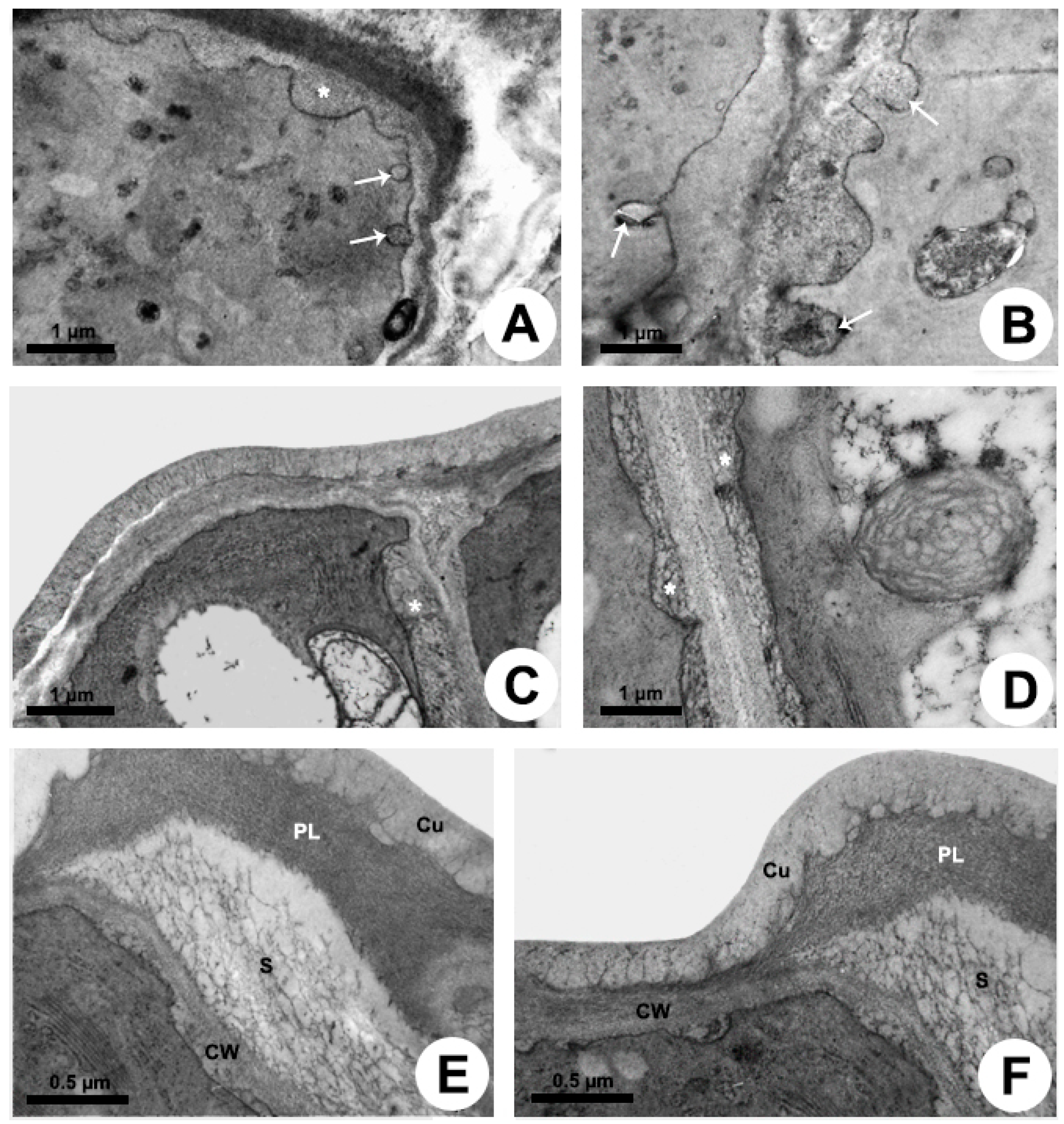 Plants 10 02770 g004