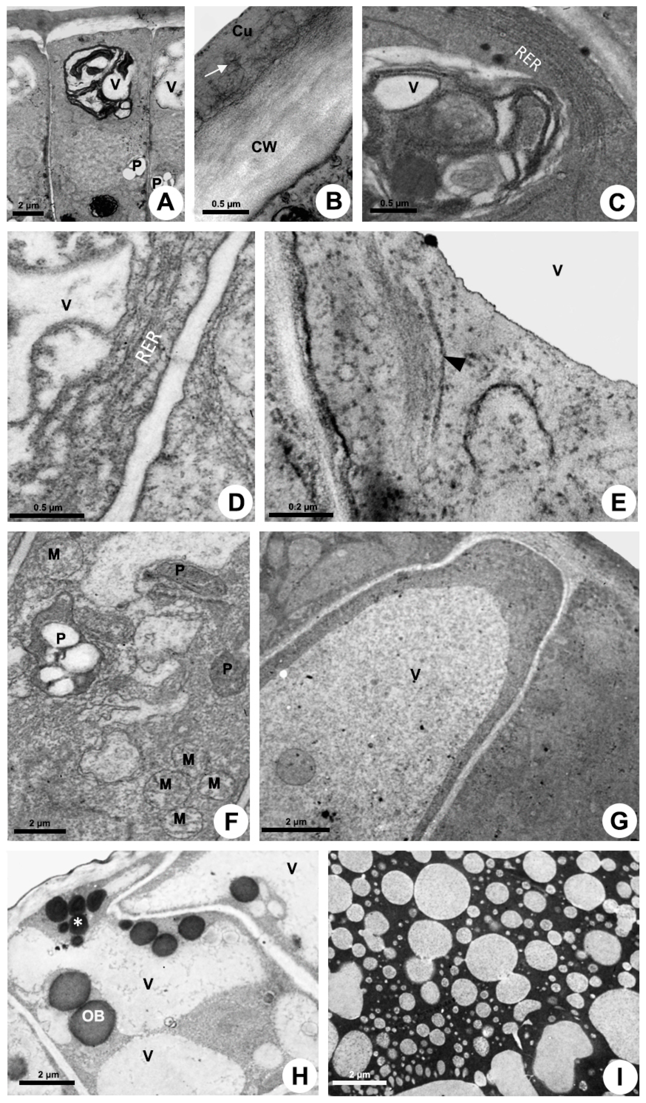 Plants 10 02770 g005
