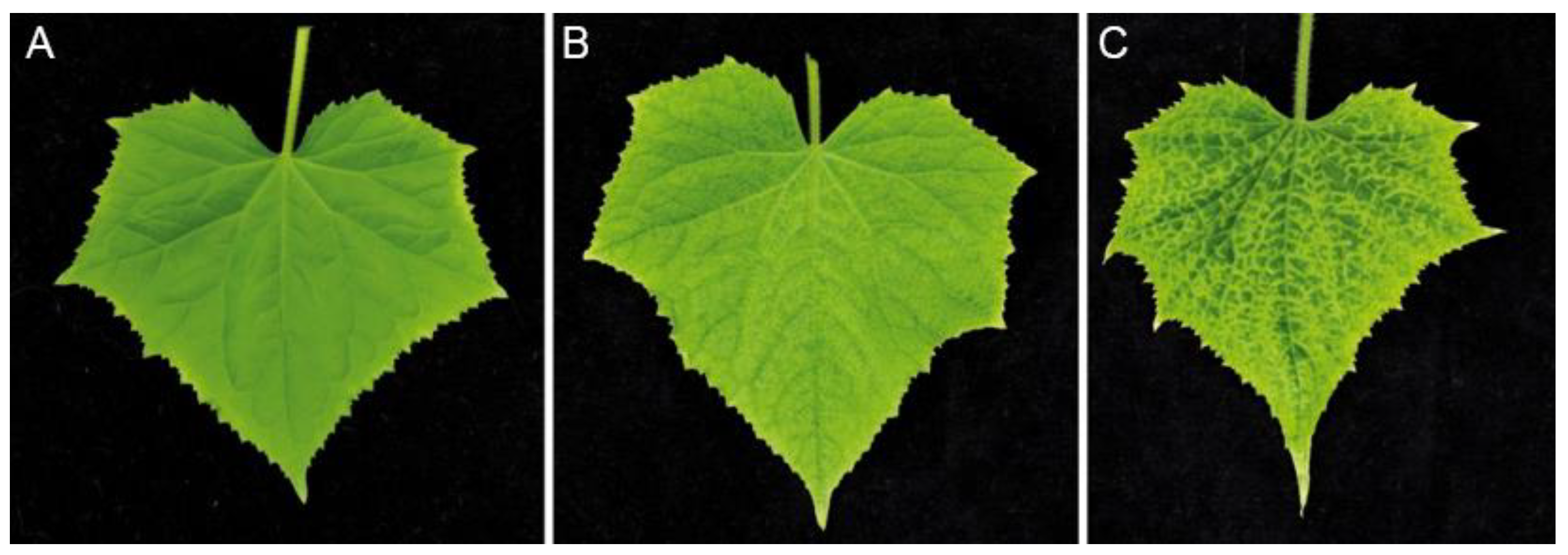 Plants 10 02771 g003