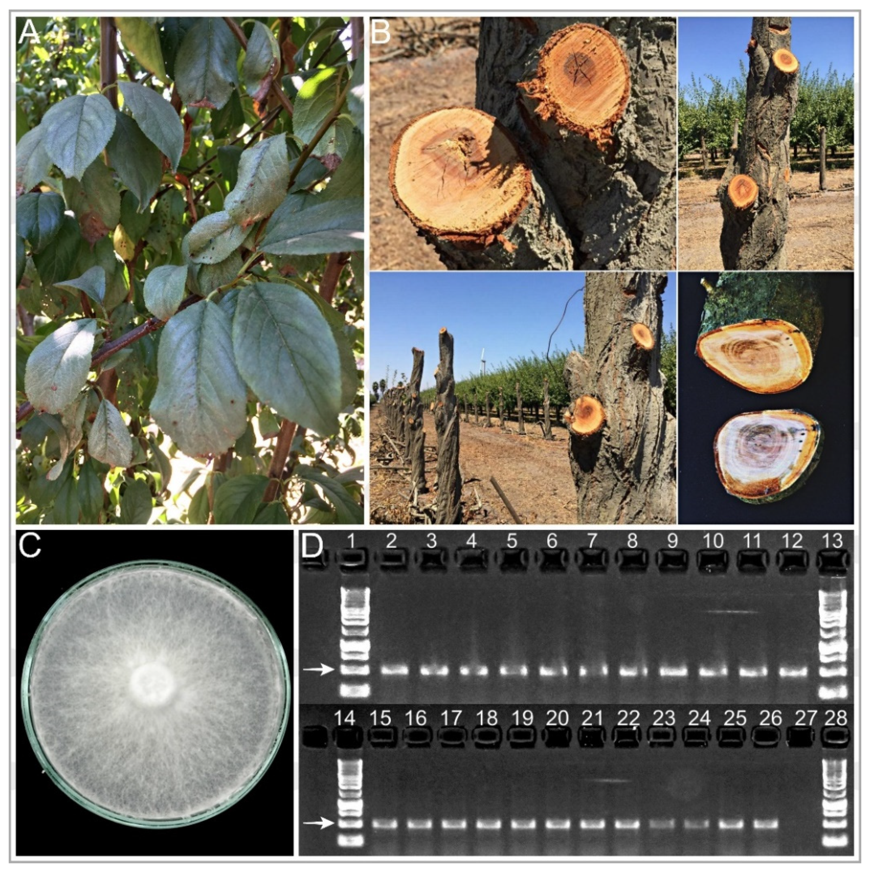 Plants 10 02777 g001