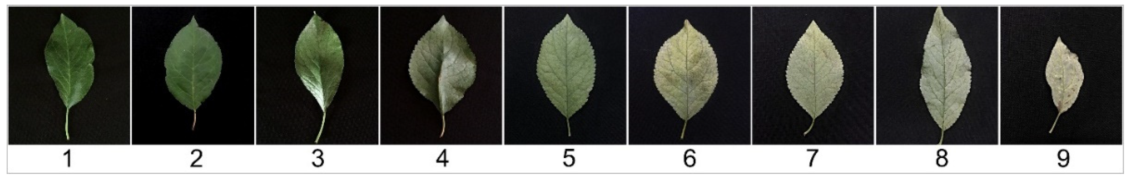 Plants 10 02777 g002