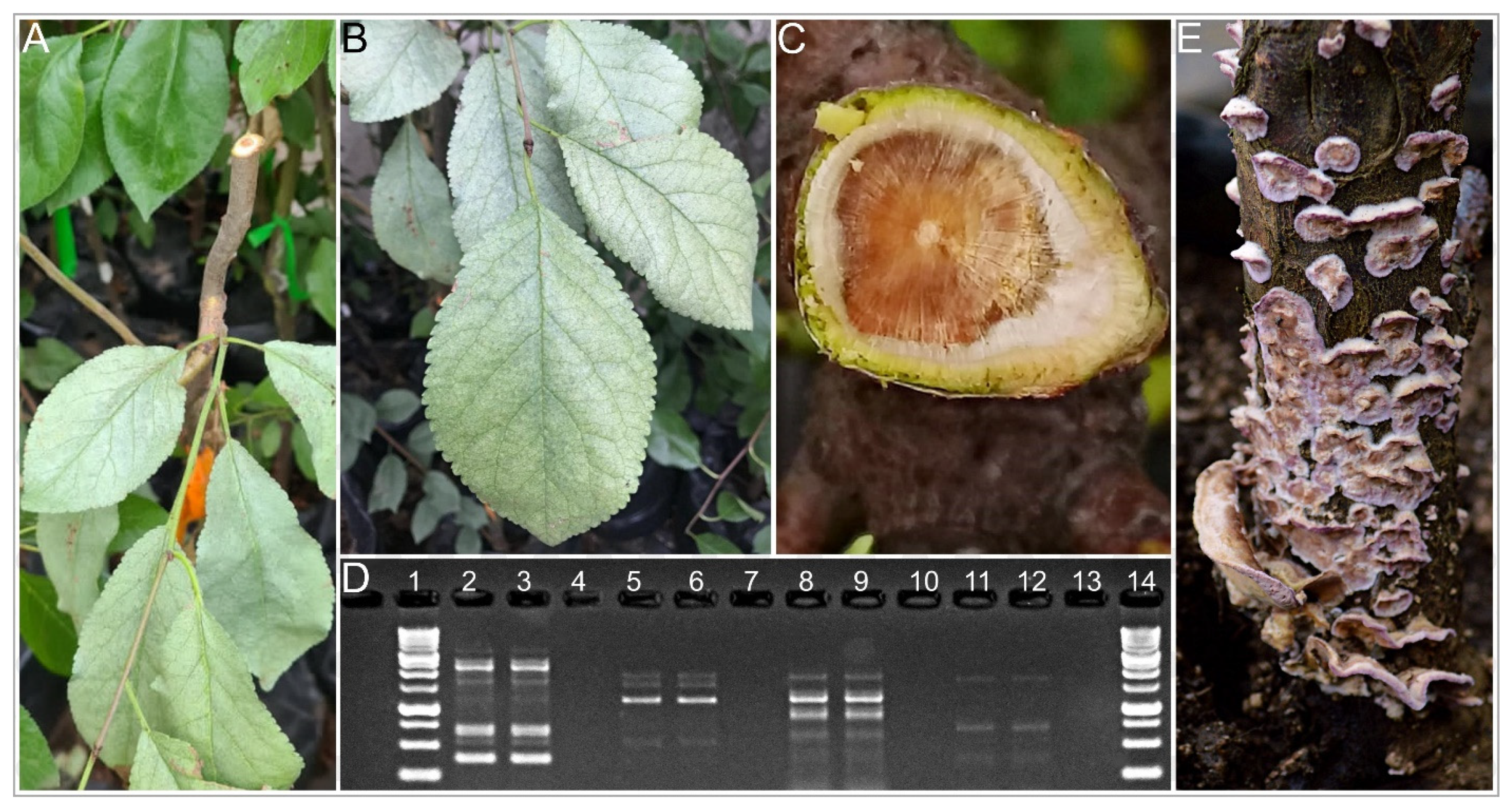 Plants 10 02777 g003