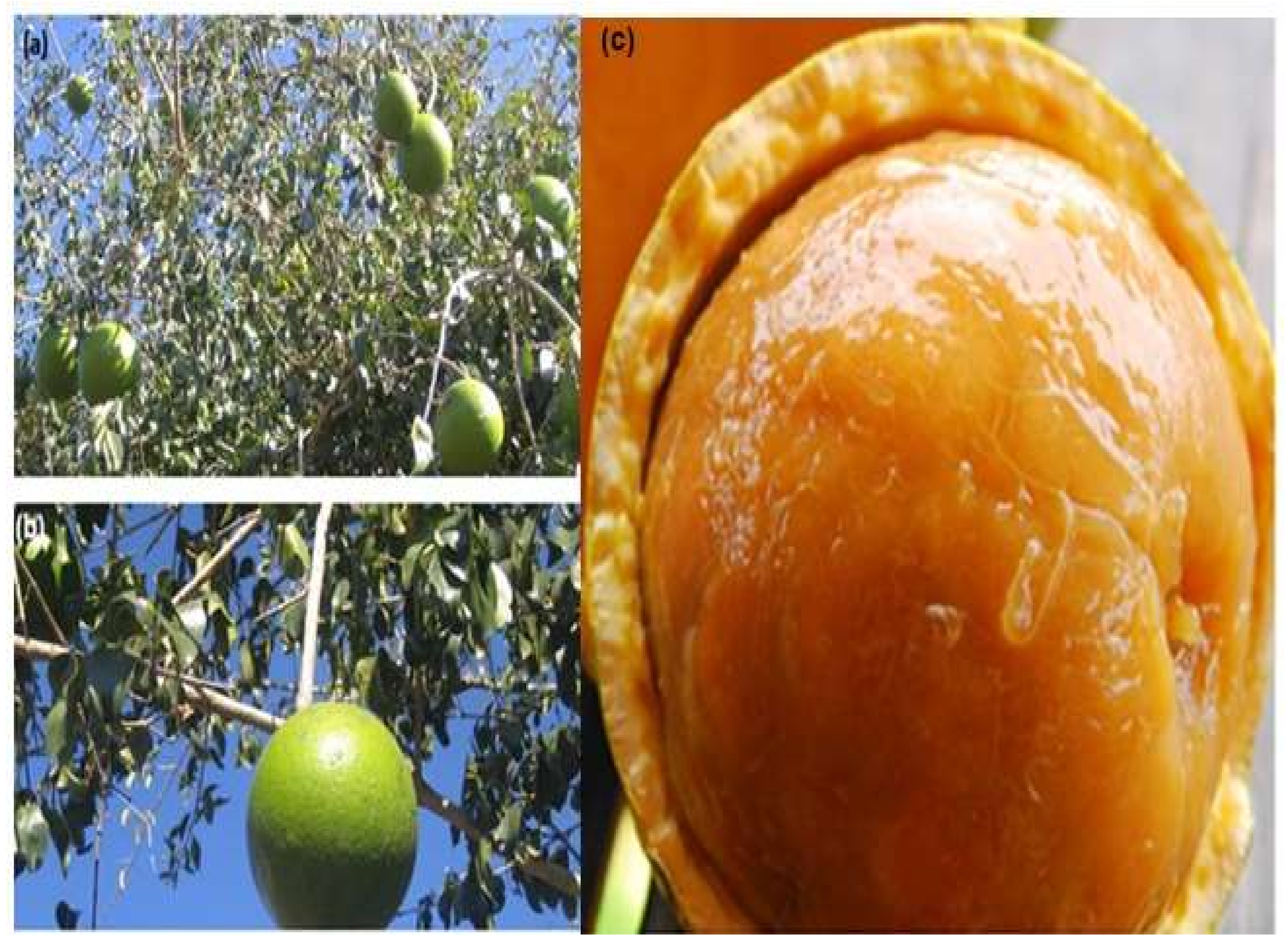 Plants 10 02785 g002 Plants 10 02785 g002