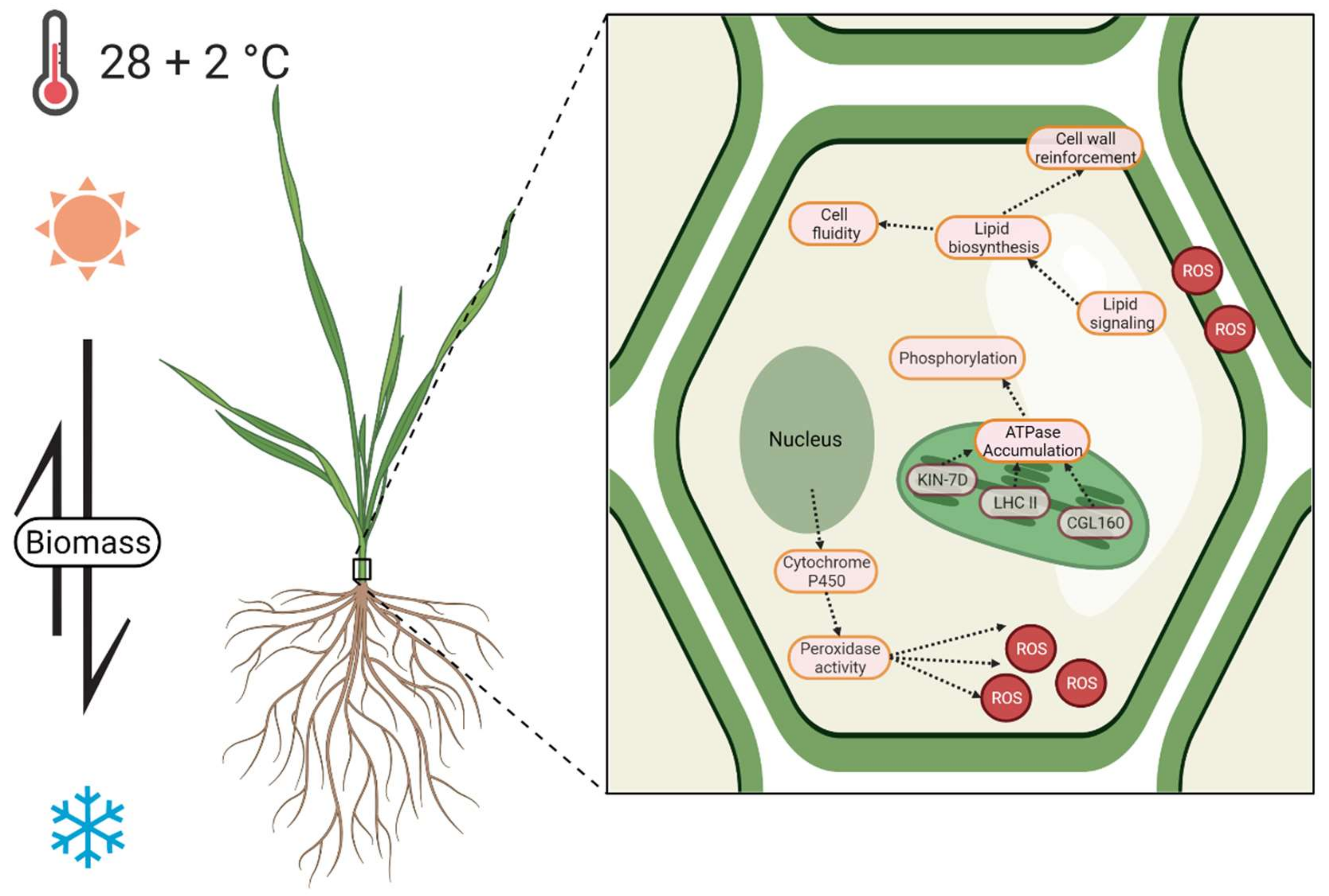Plants 10 02792 g004 Plants 10 02792 g004