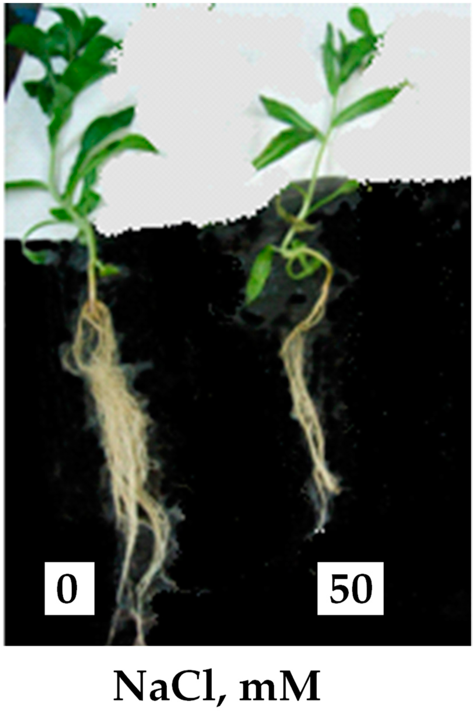 Plants 10 02809 g001