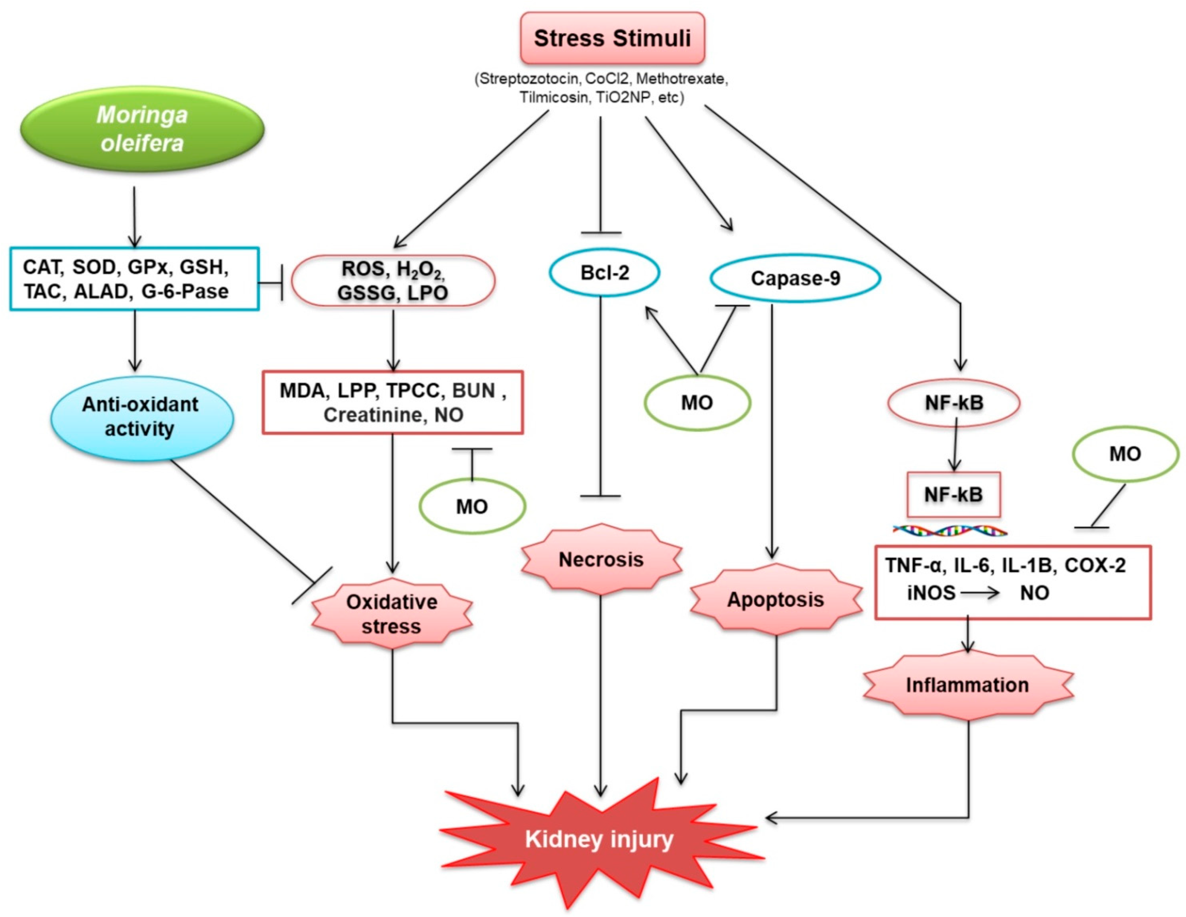 Plants 10 02818 g004