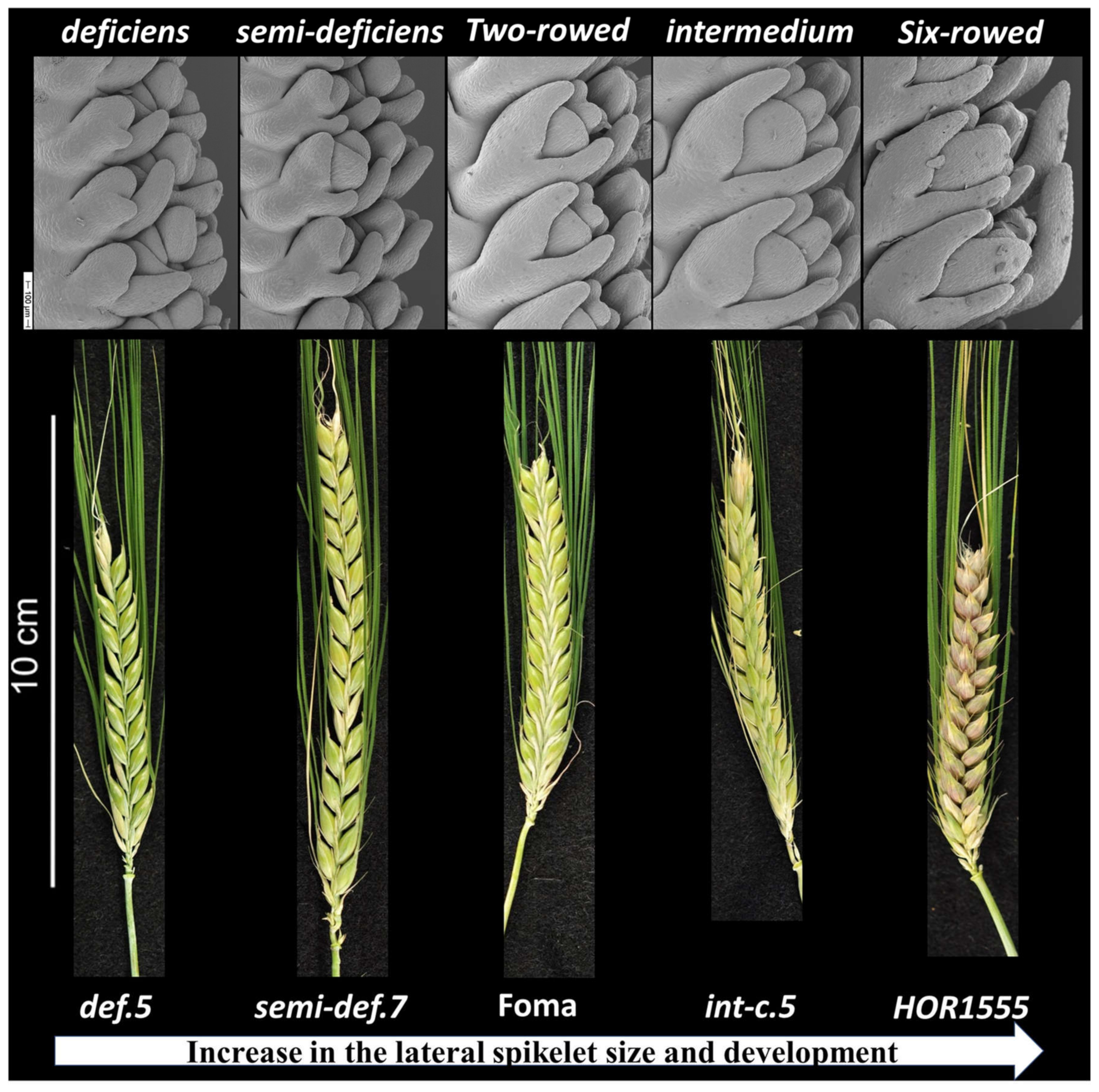 Plants 10 02825 g001