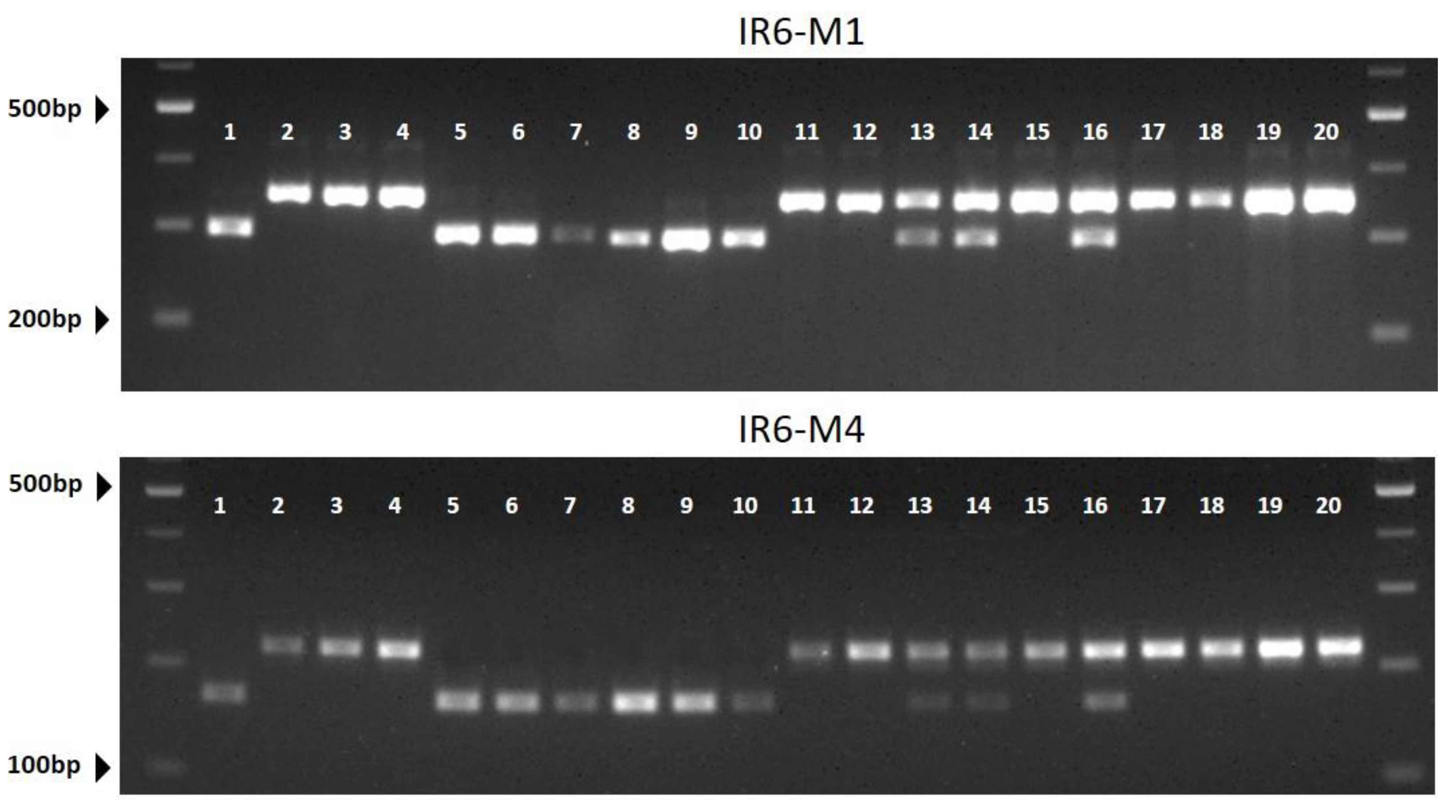 Plants 11 00008 g004