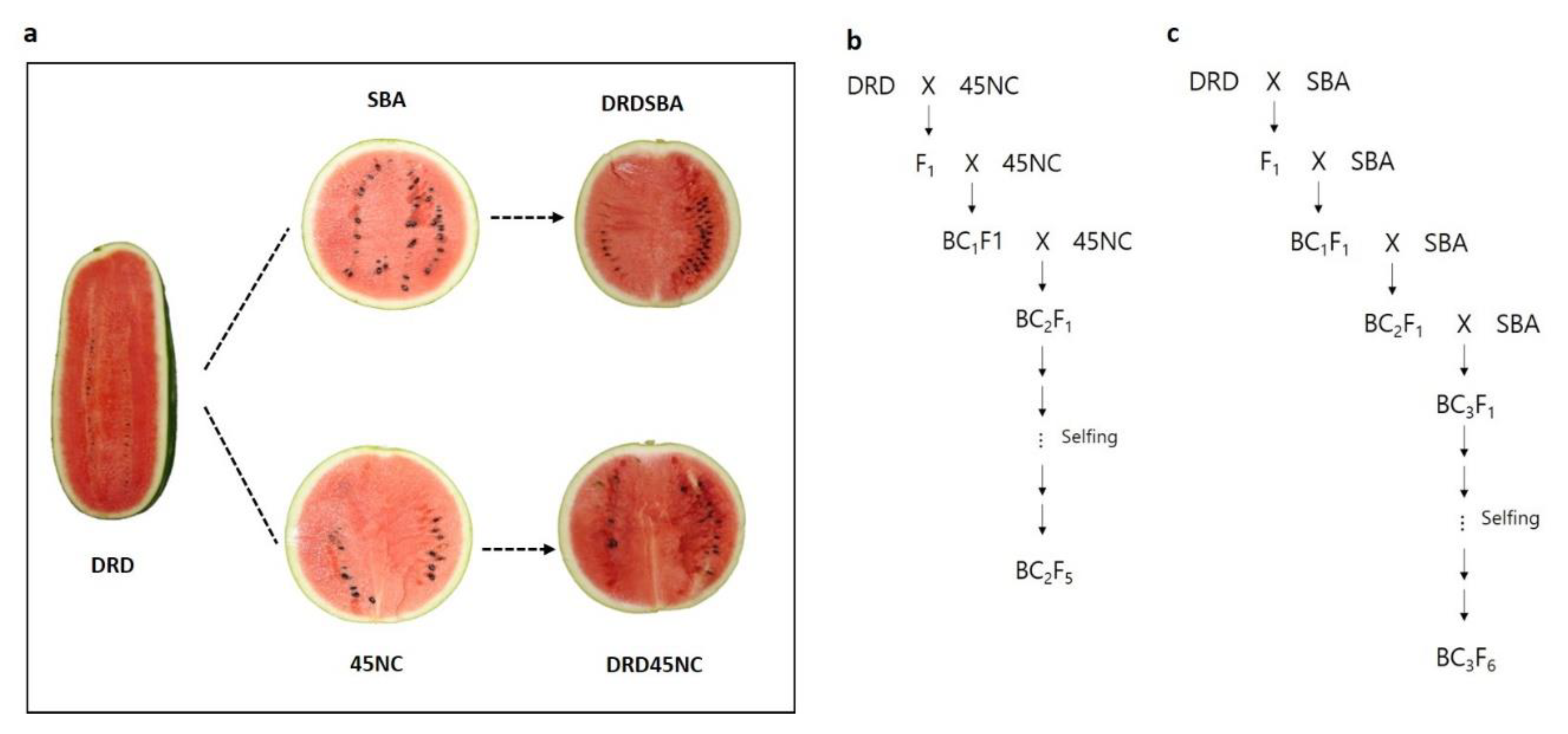 Plants 11 00008 g005