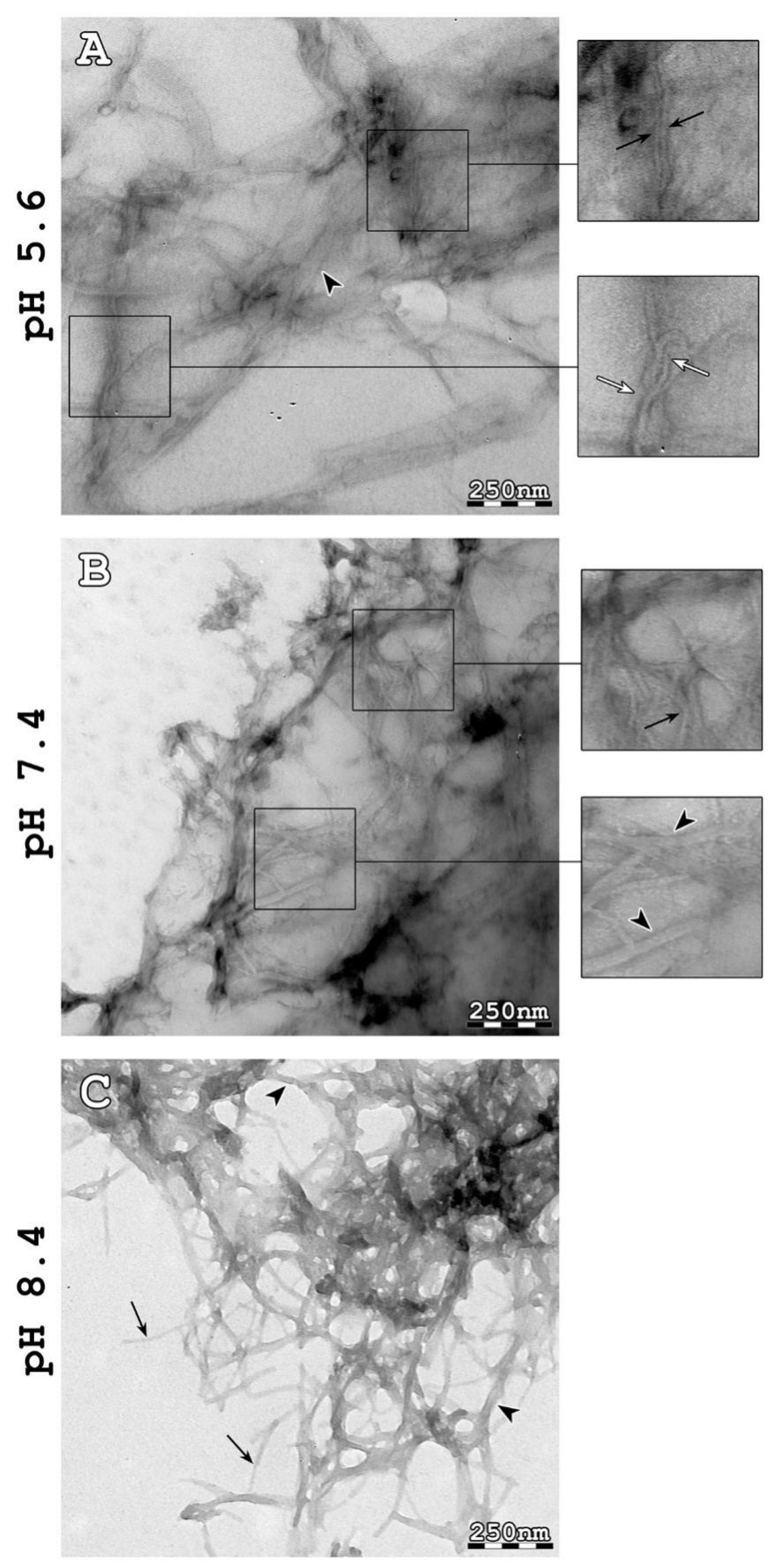 Plants 11 00009 g002 Plants 11 00009 g002