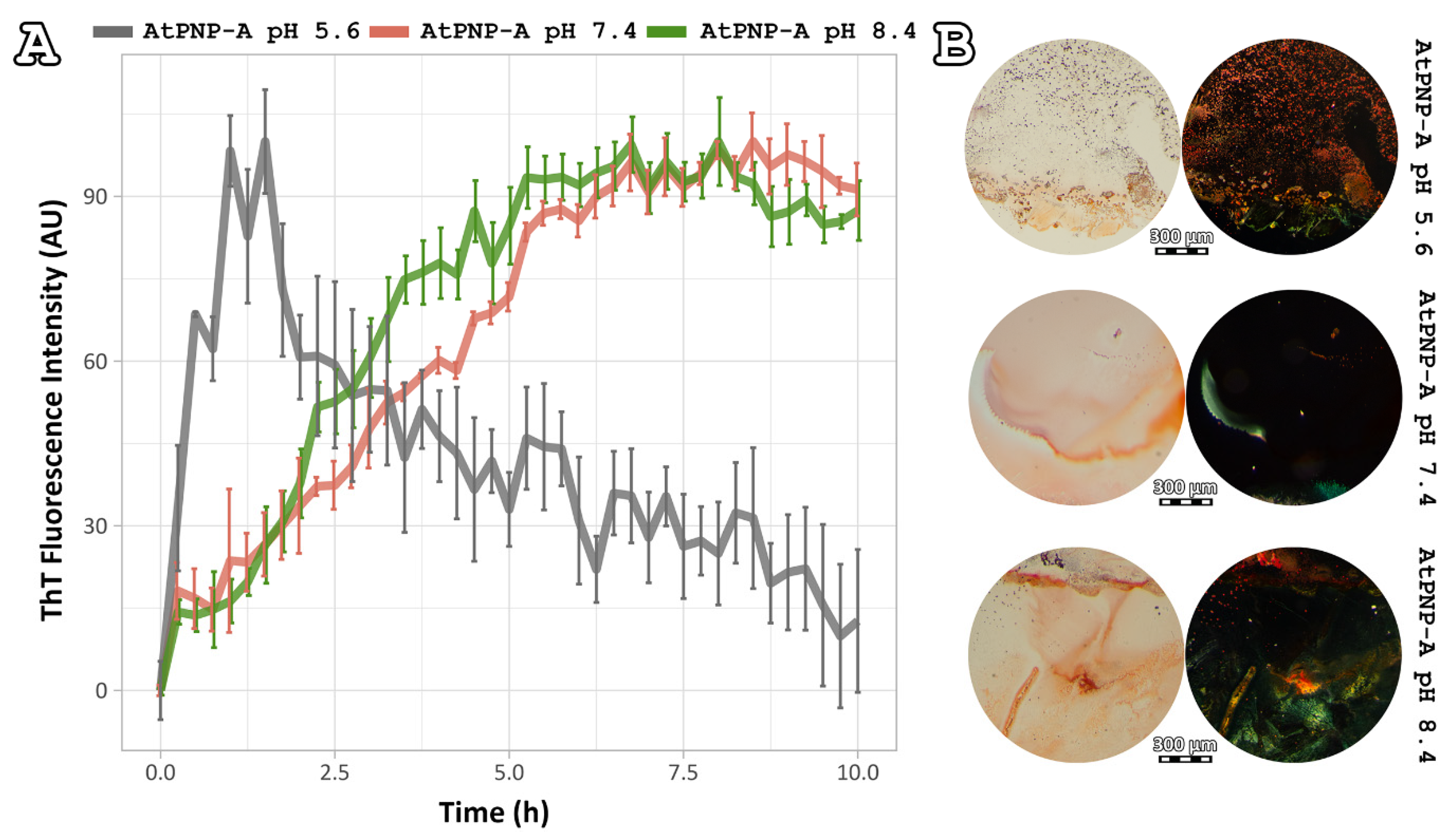 Plants 11 00009 g004 Plants 11 00009 g004
