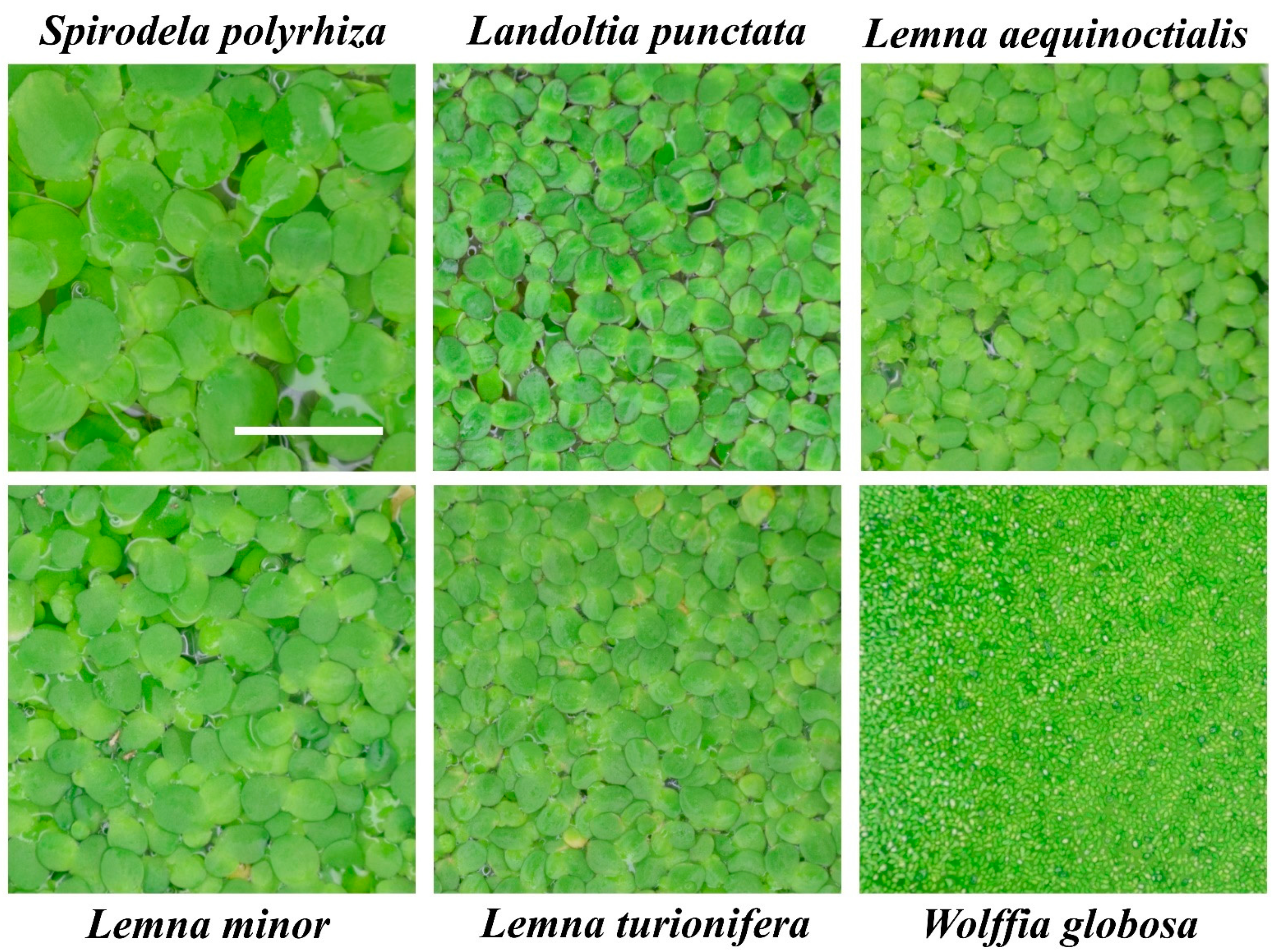Plants 11 00011 g001 Plants 11 00011 g001