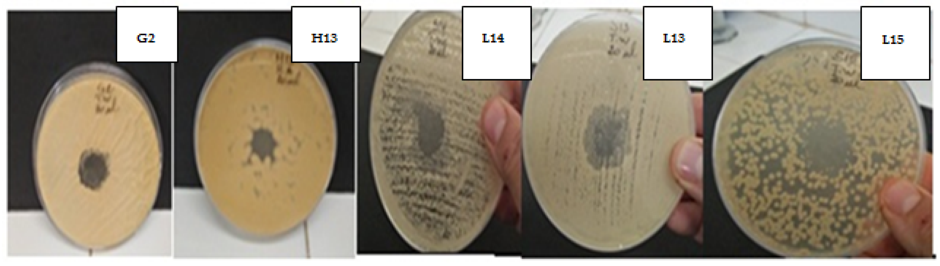 Plants 11 00015 g005