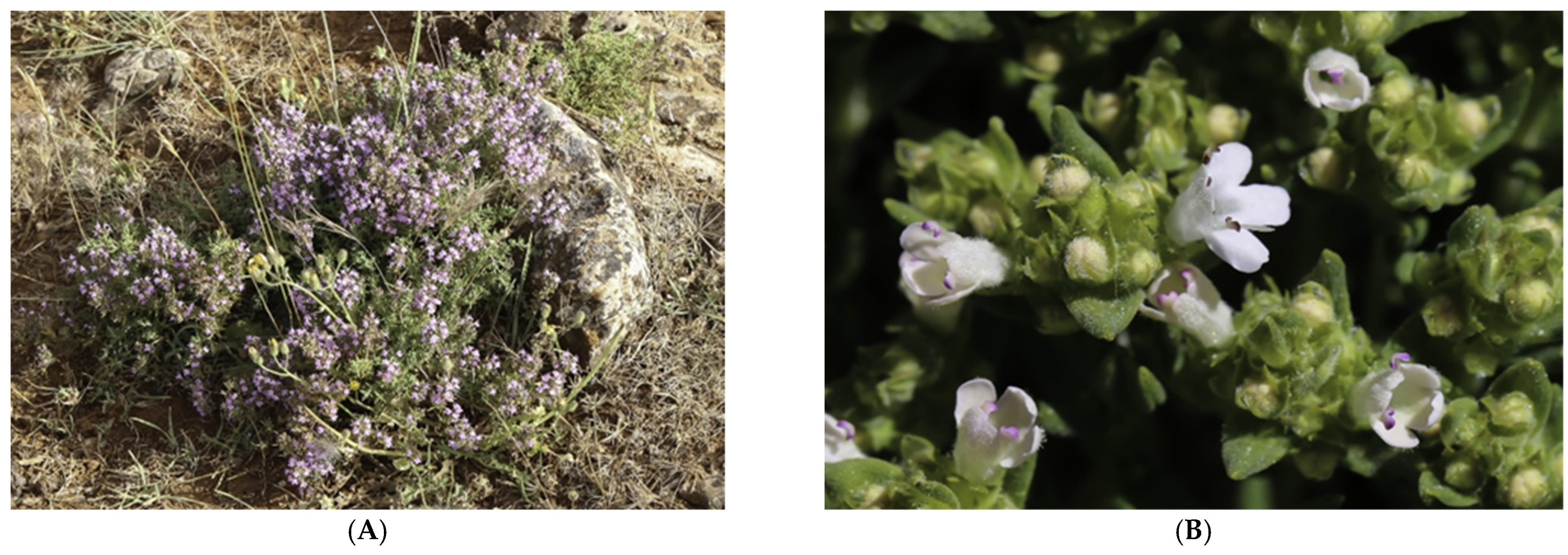 Plants 11 00015 g006