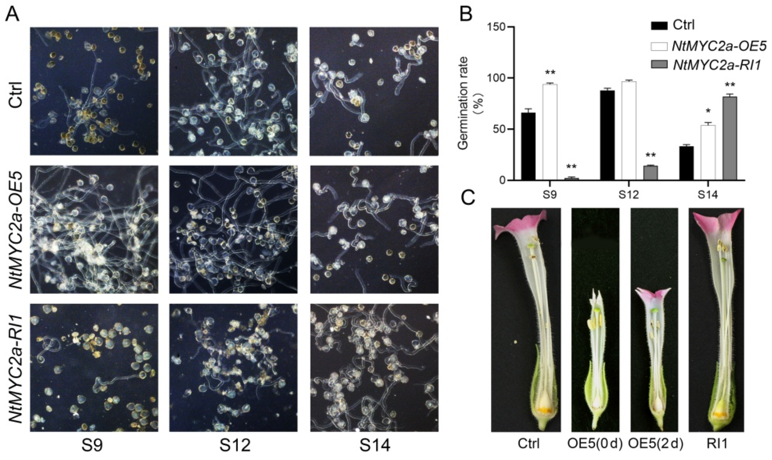 Plants 11 00017 g006