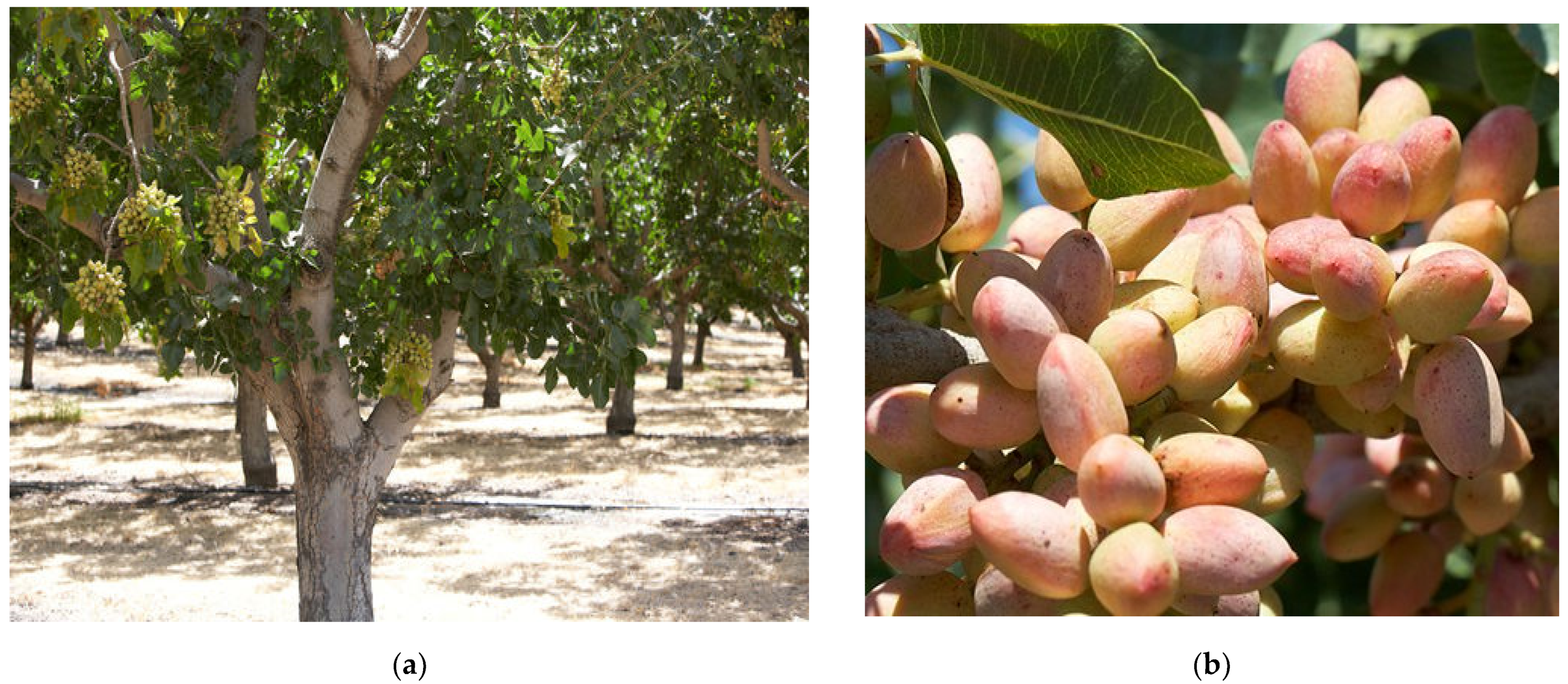 Plants 11 00018 g001