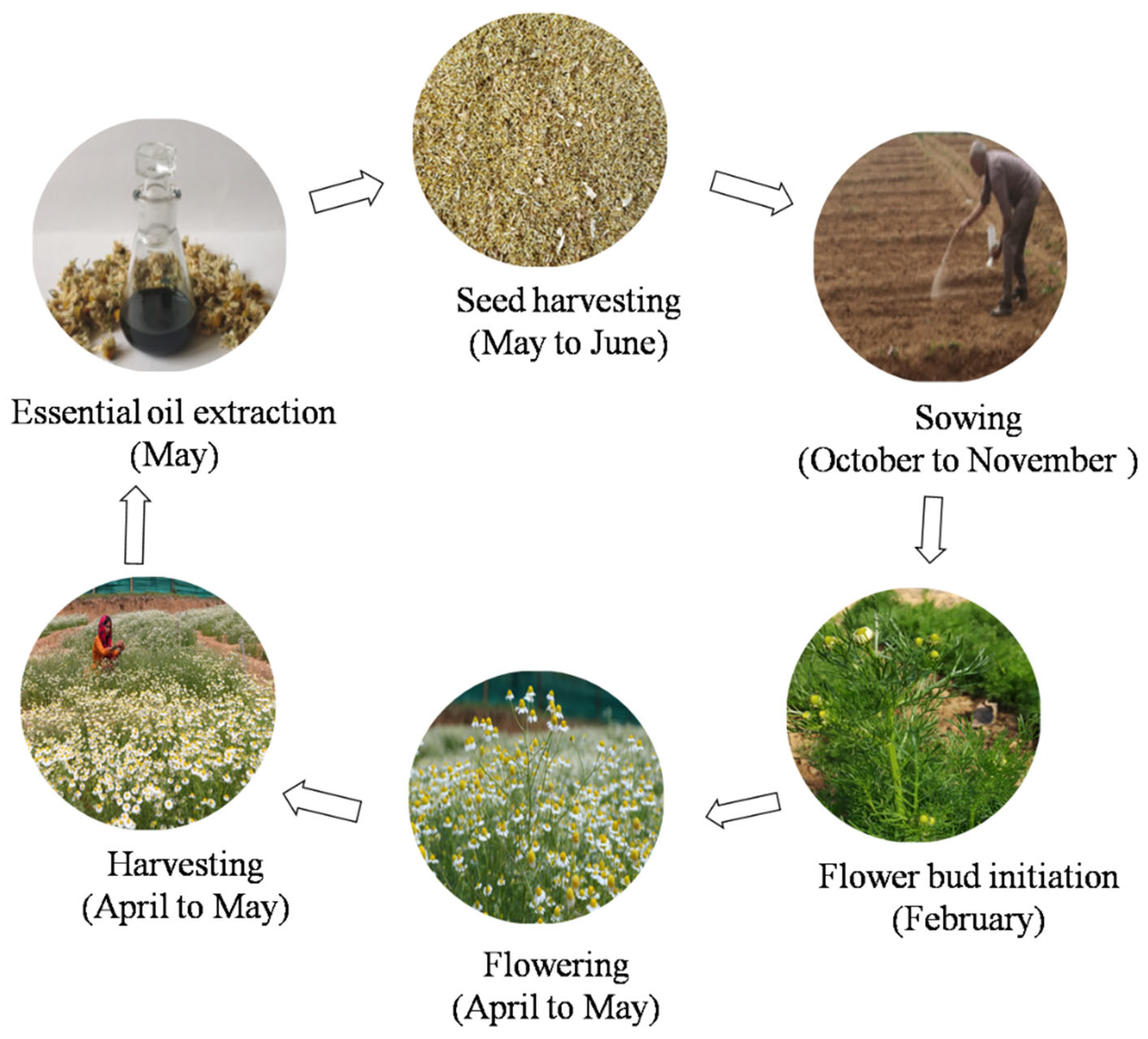 Plants 11 00029 g003 Plants 11 00029 g003