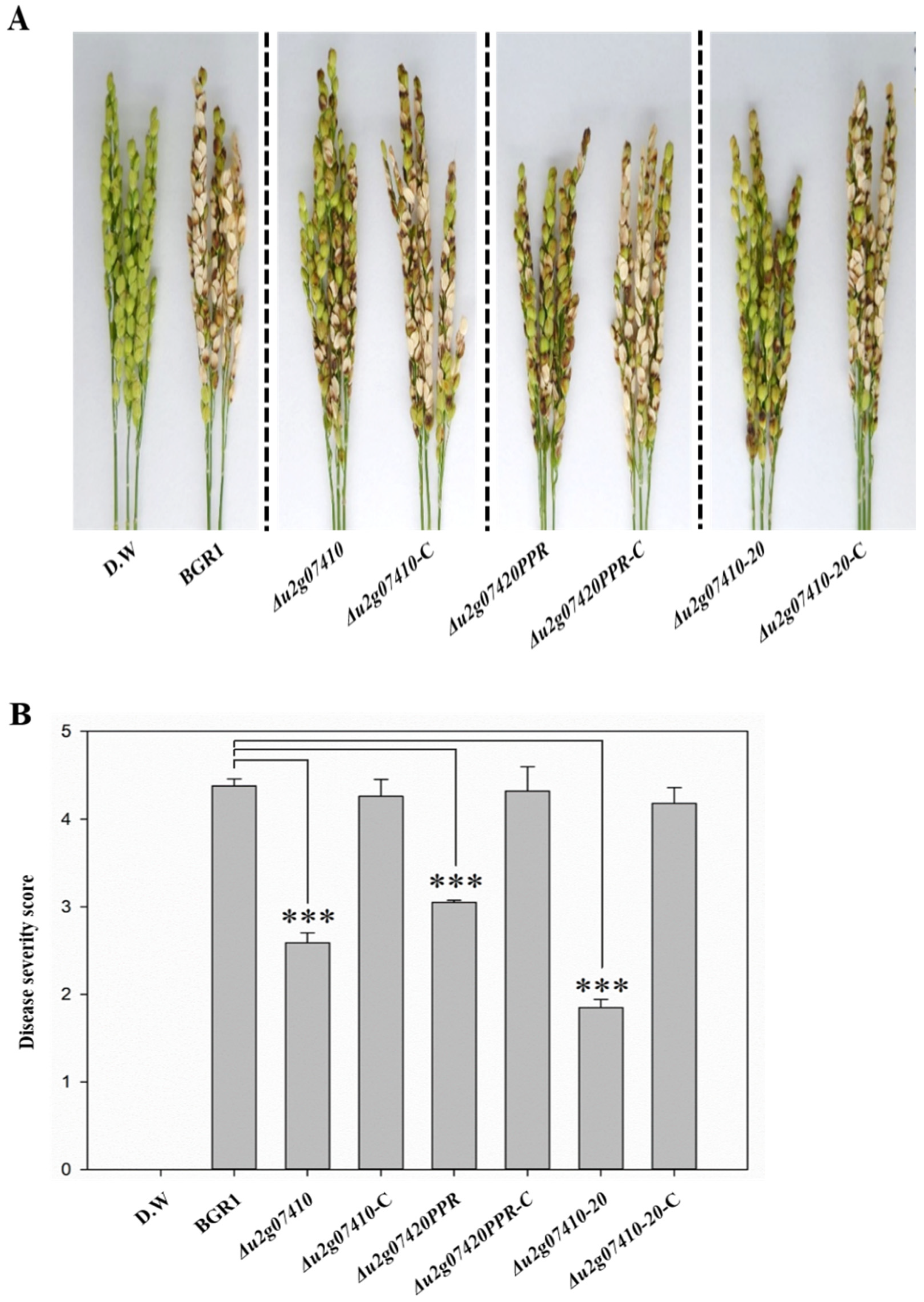 Plants 11 00034 g004