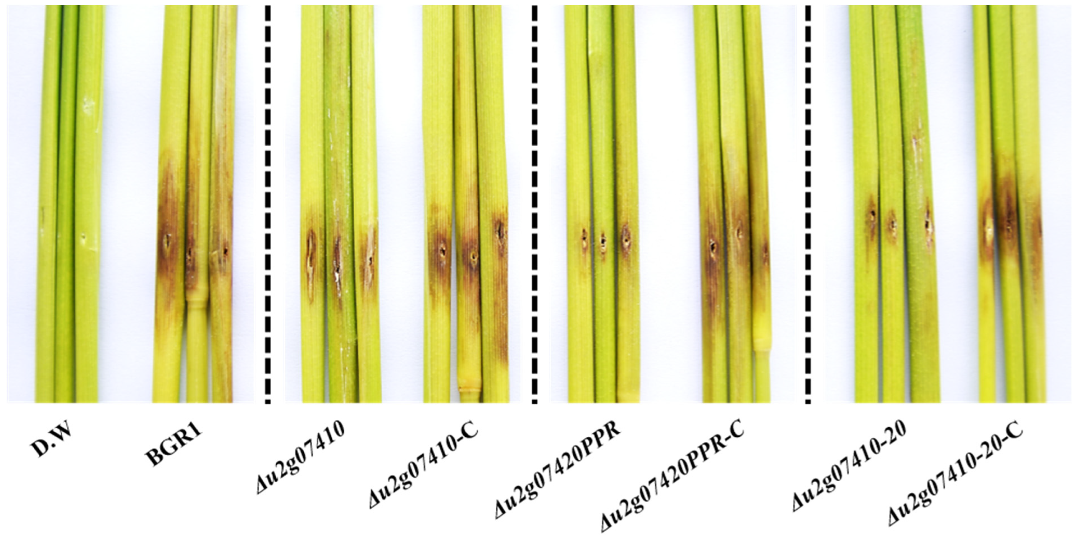 Plants 11 00034 g005