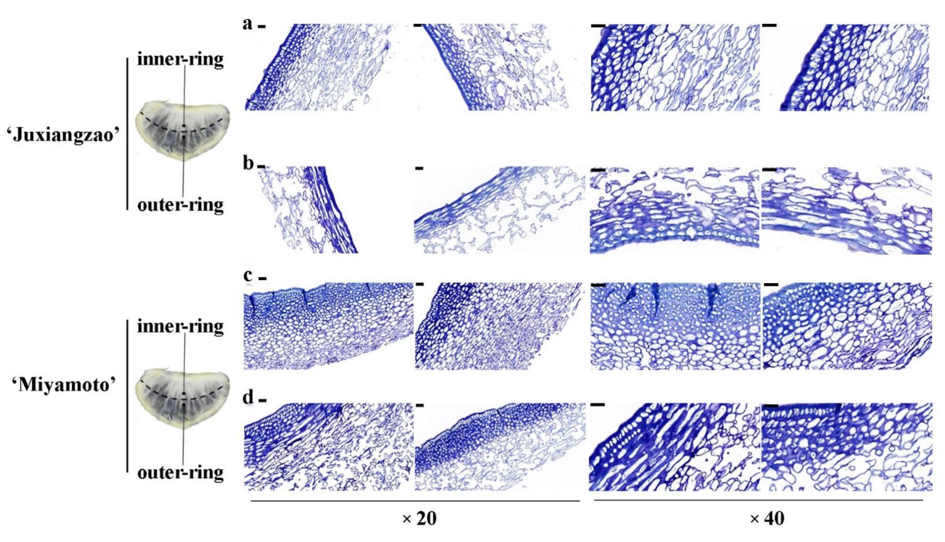 Plants 11 00039 g003