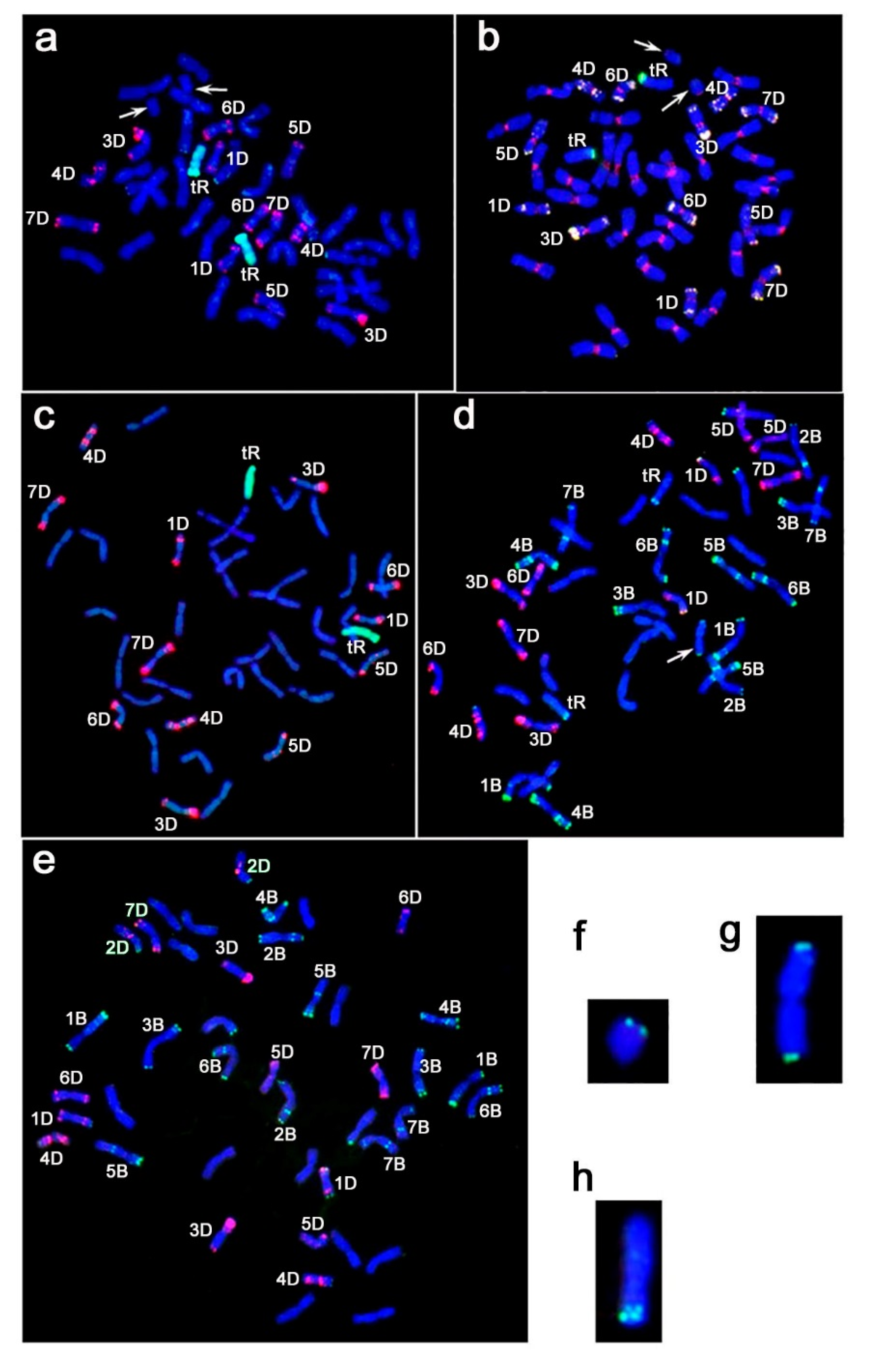 Plants 11 00058 g001