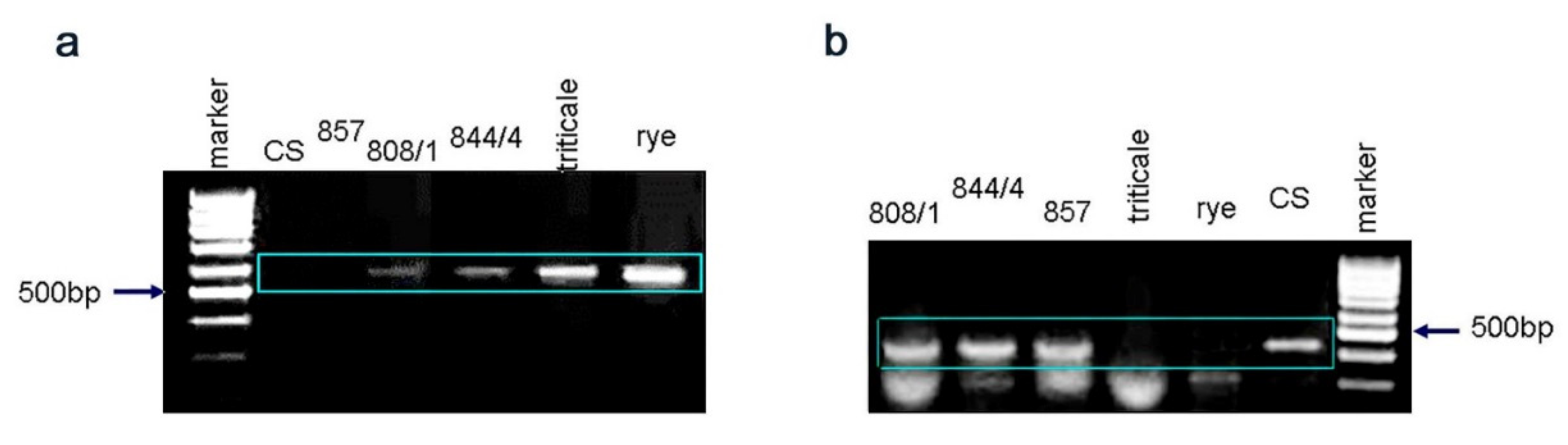 Plants 11 00058 g002