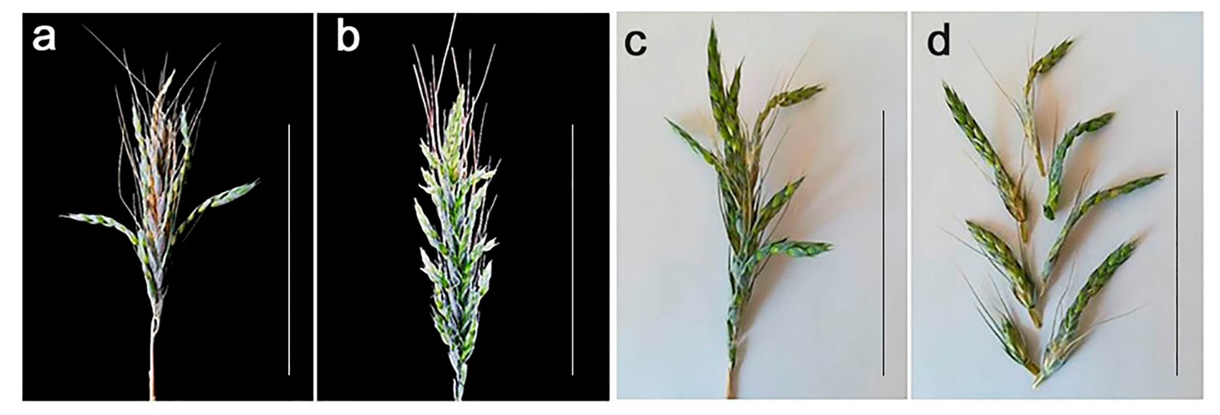 Plants 11 00058 g003