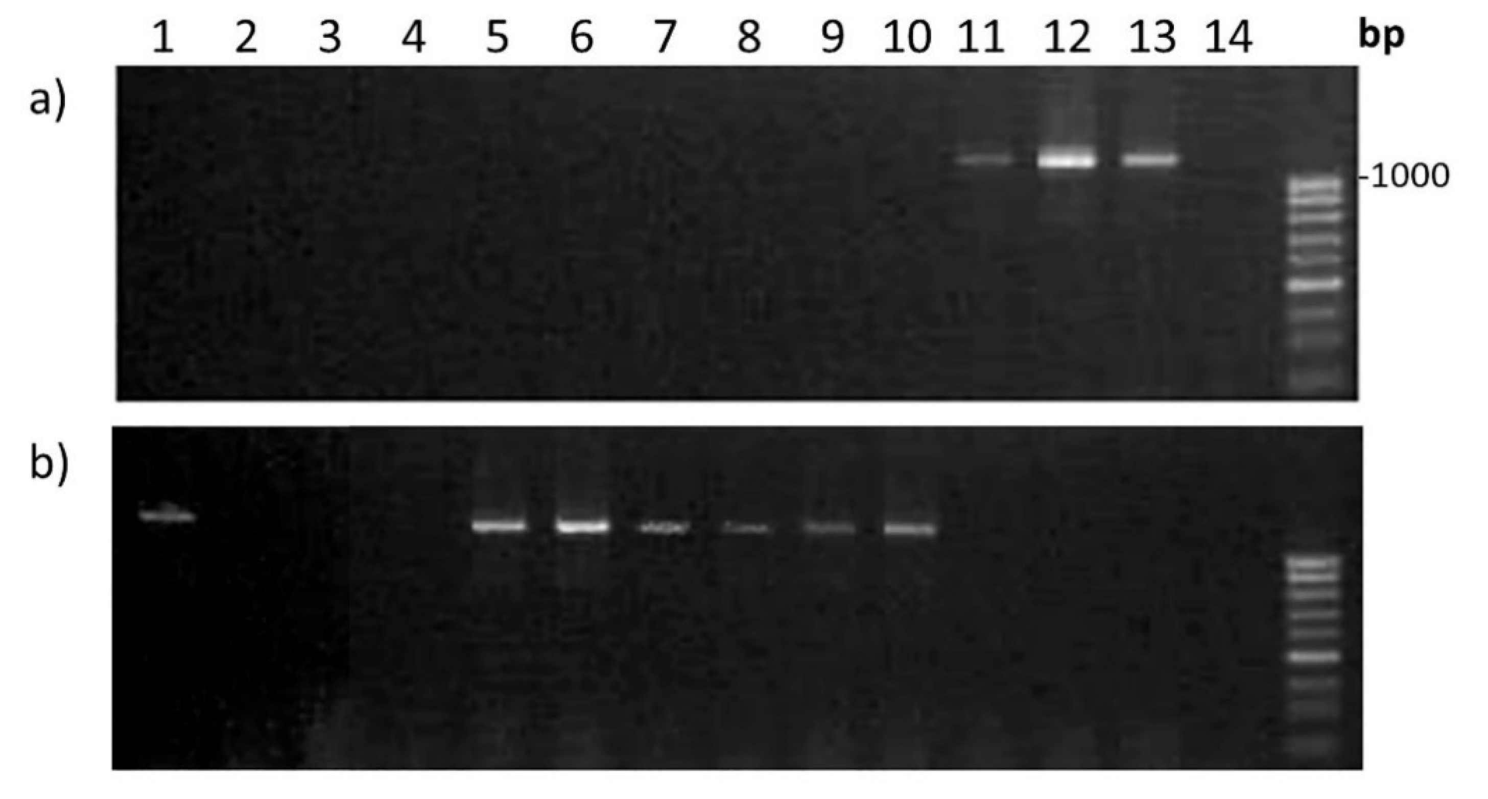 Plants 11 00058 g007