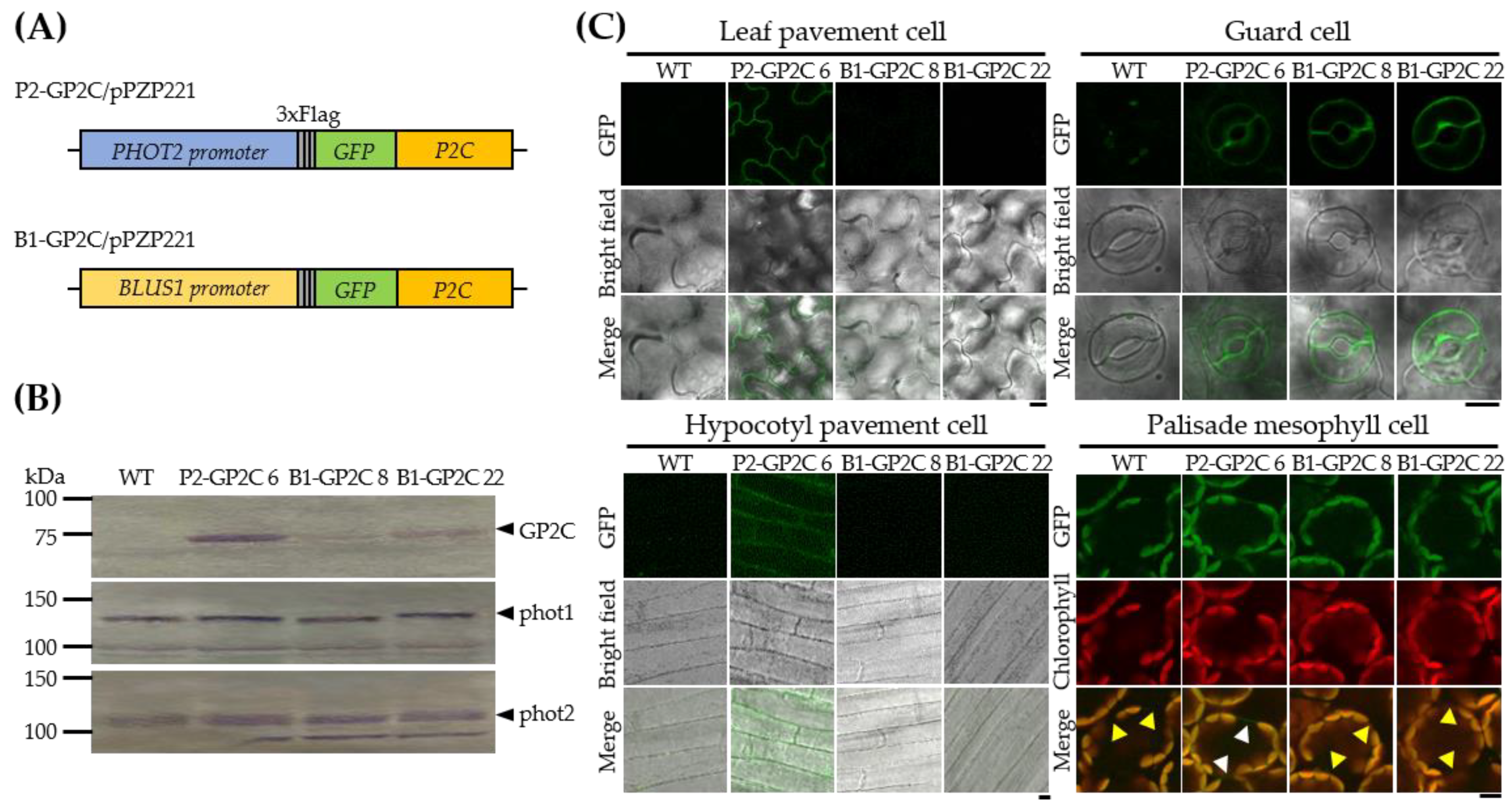 Plants 11 00065 g001