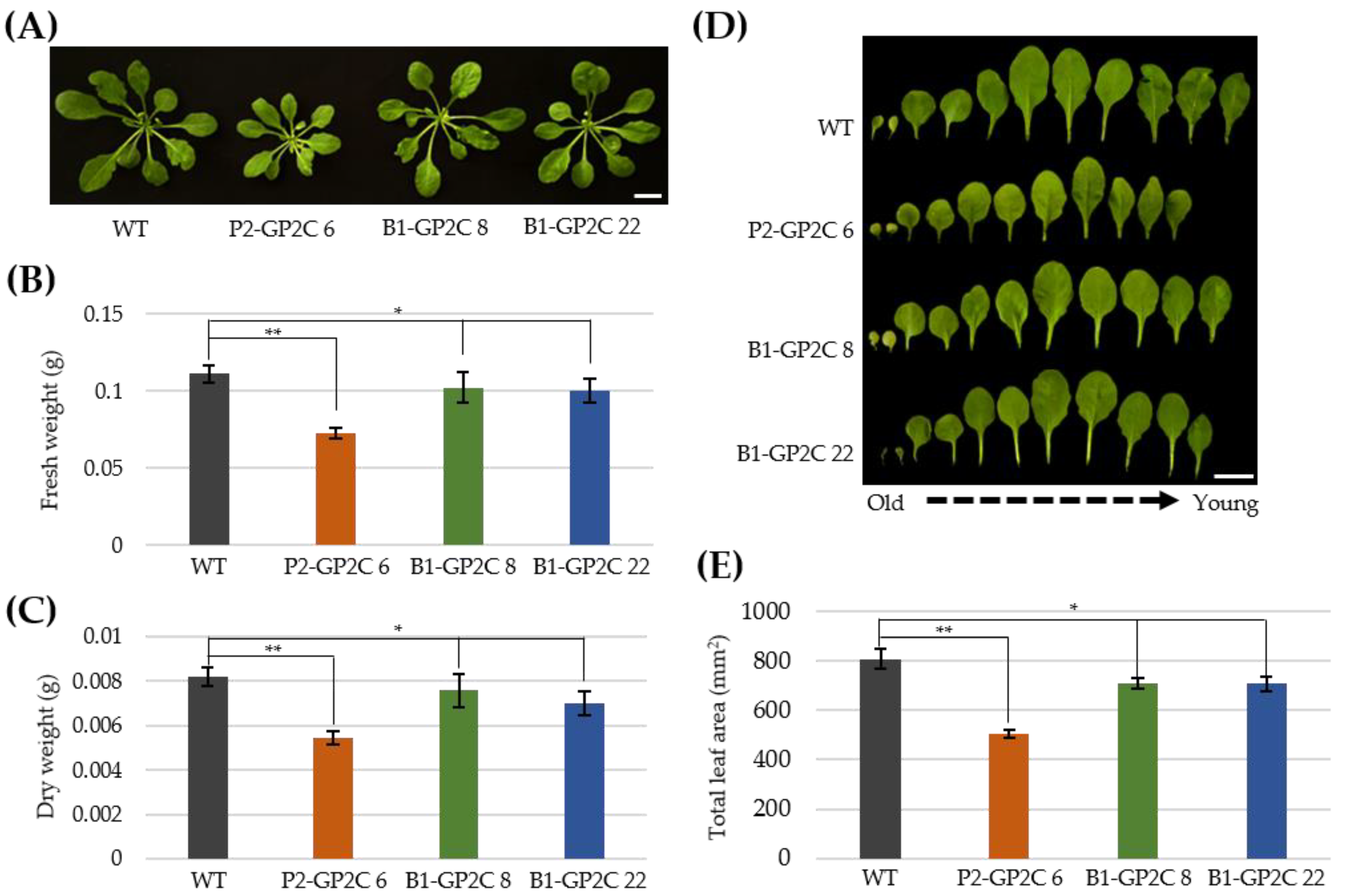 Plants 11 00065 g004