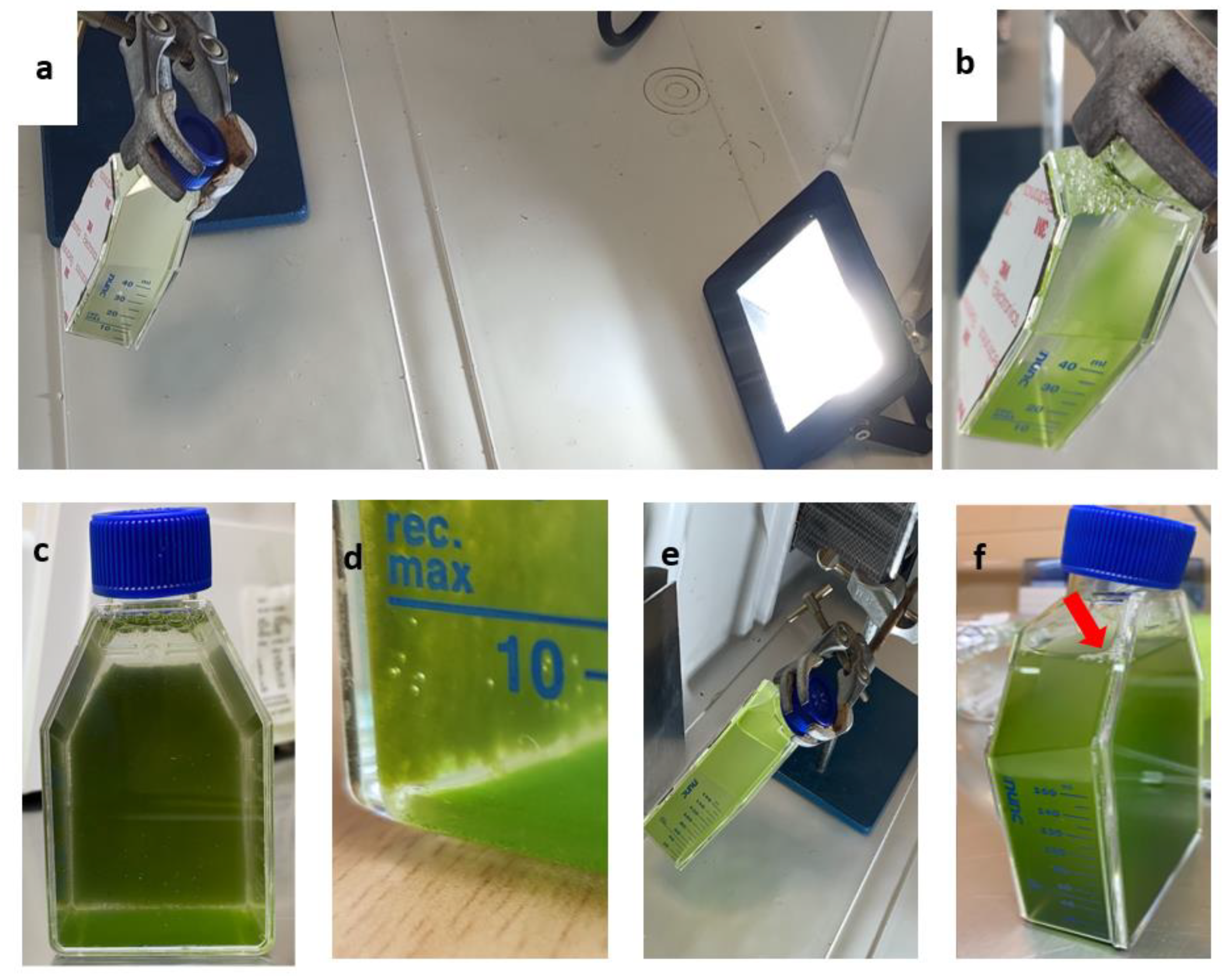 Plants 11 00072 g007