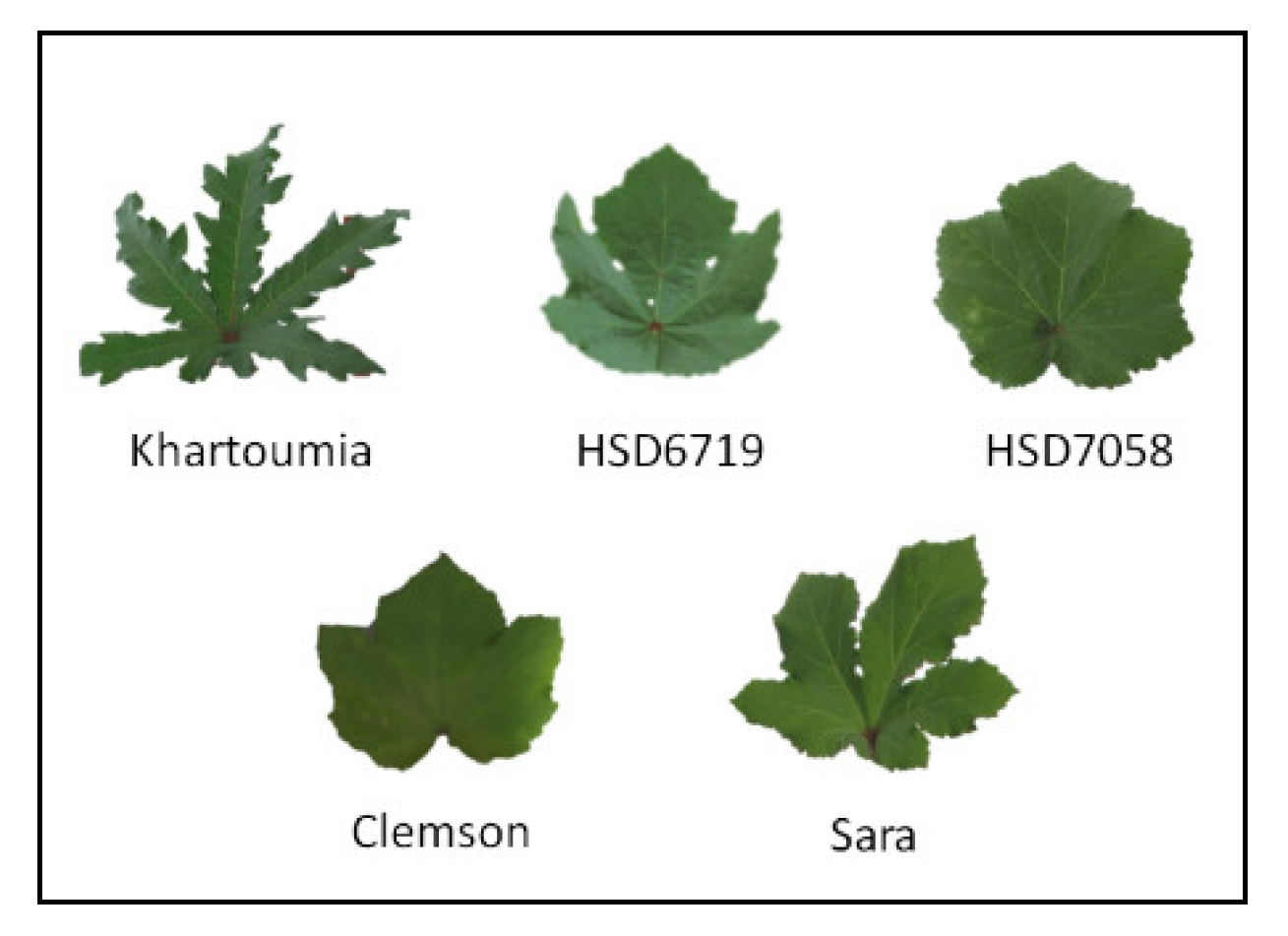 Plants 11 00089 g001