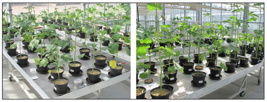 Plants 11 00089 g0a2 550