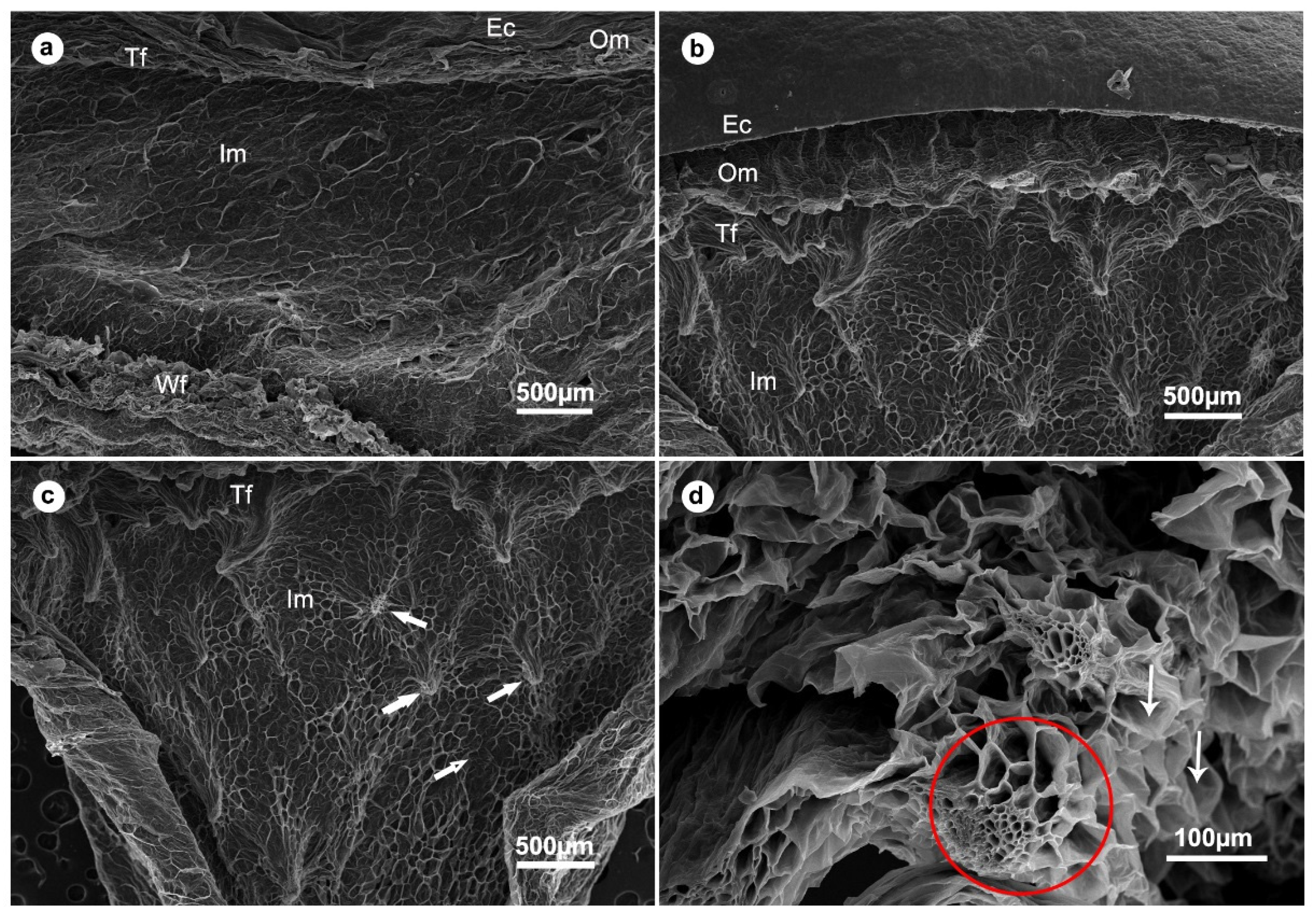 Plants 11 00096 g003