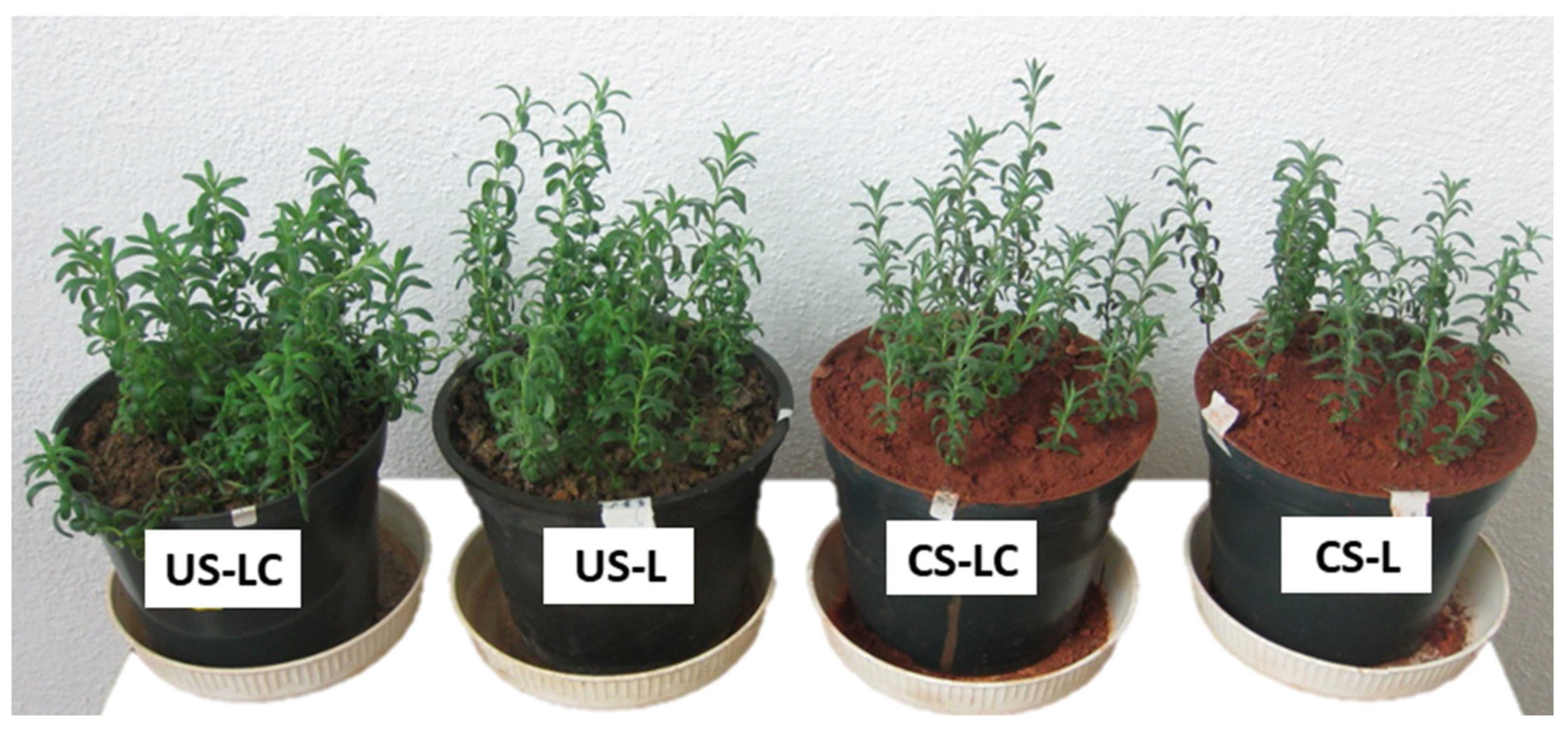 Plants 11 00105 g004