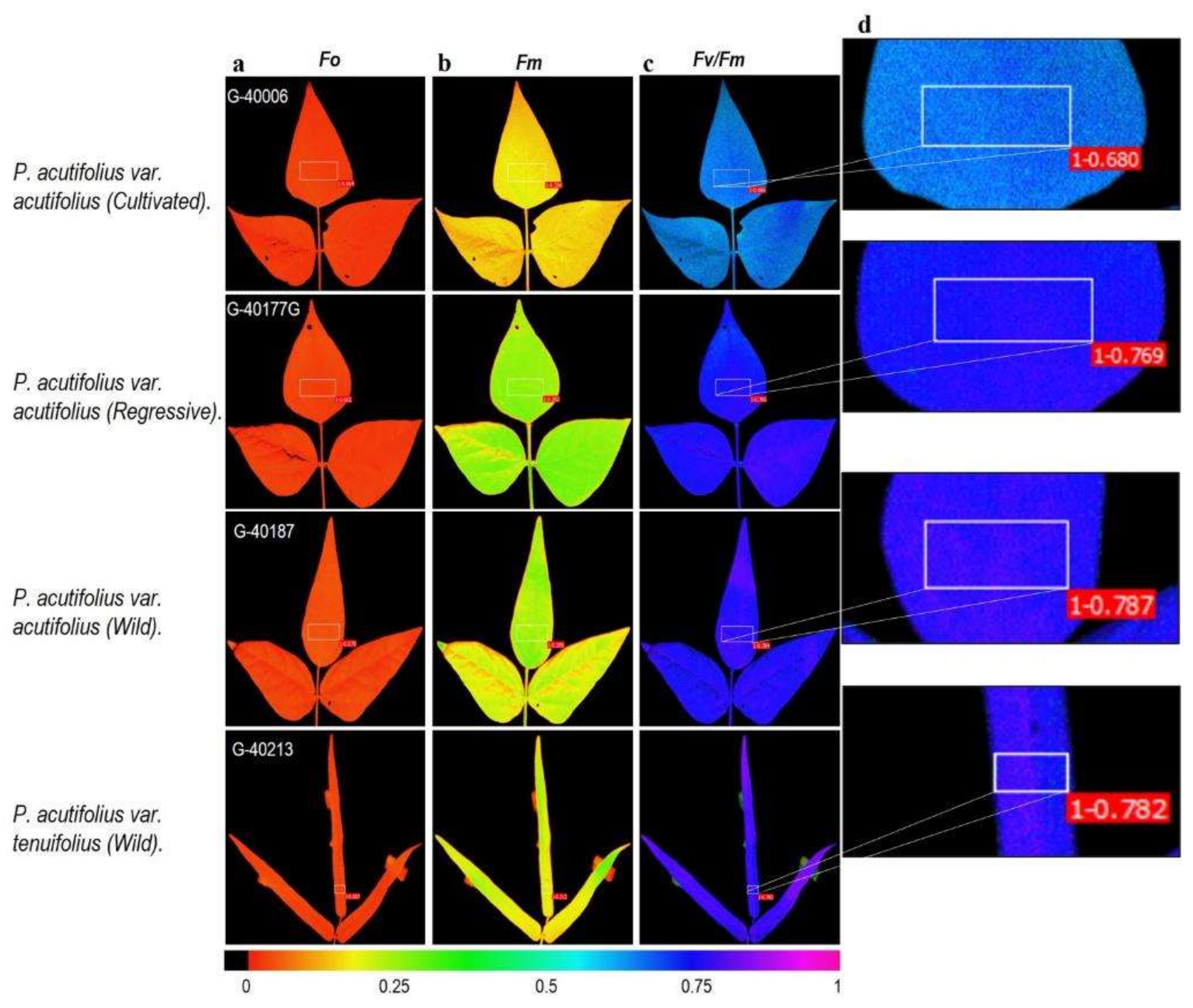 Plants 11 00116 g004