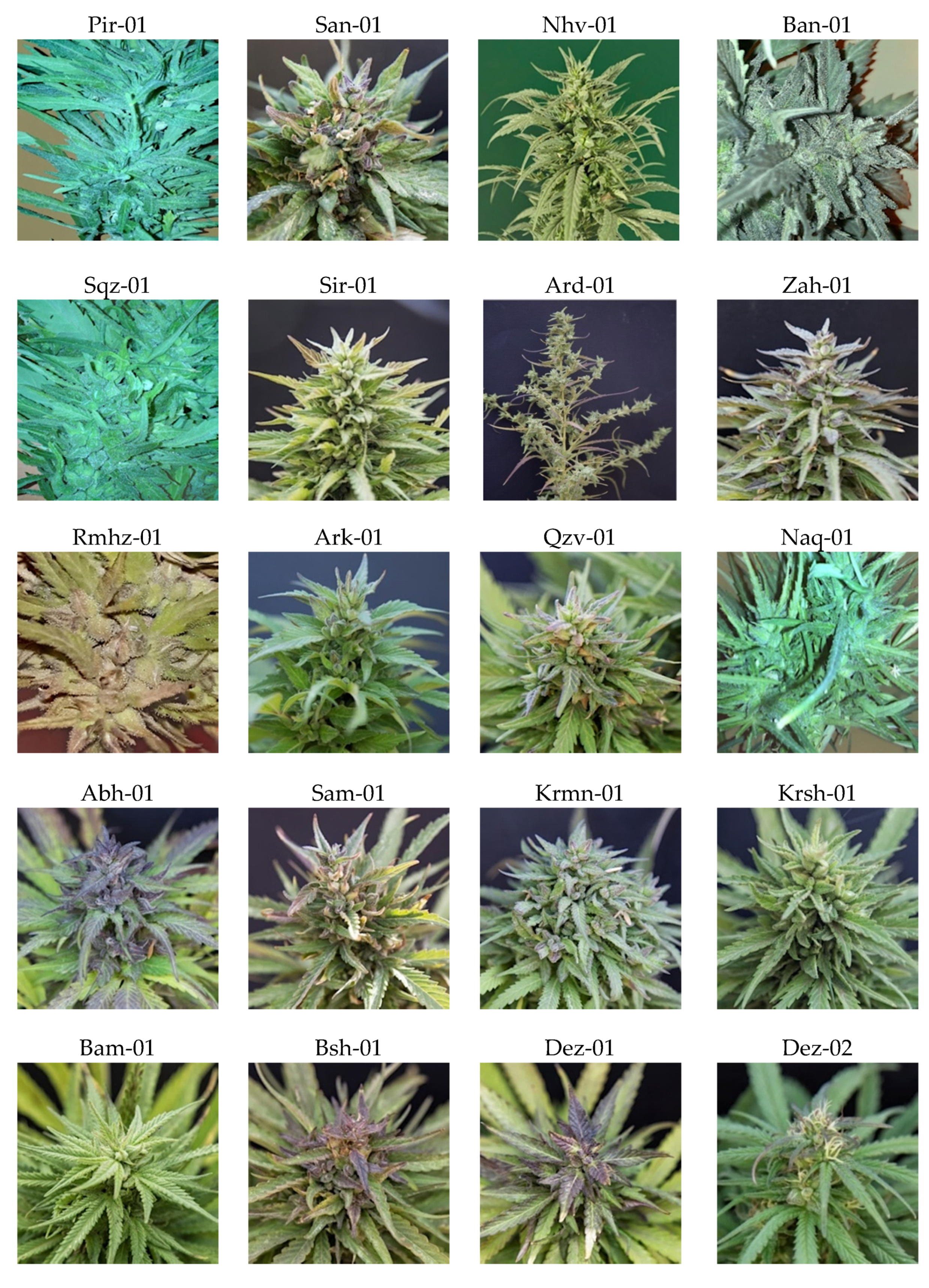 Plants 11 00129 g001