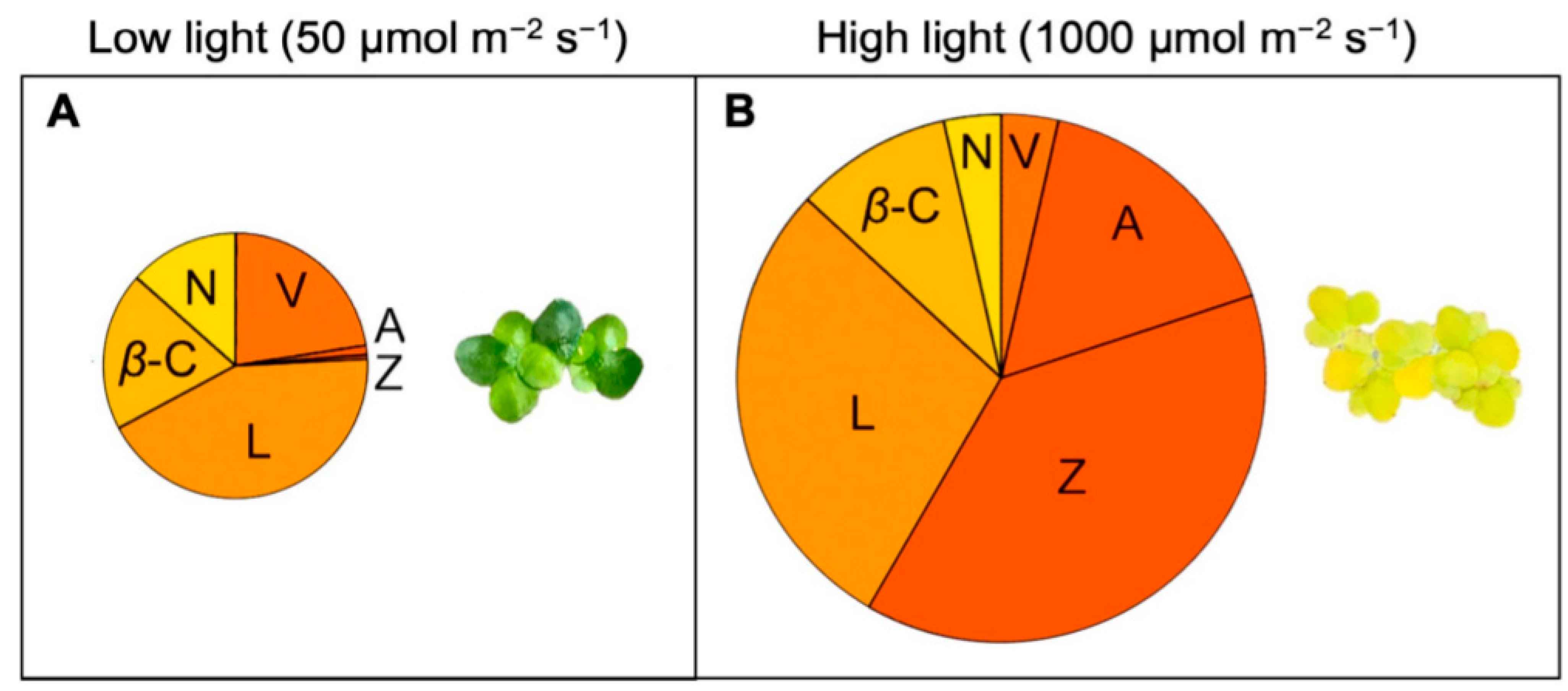Plants 11 00145 g004