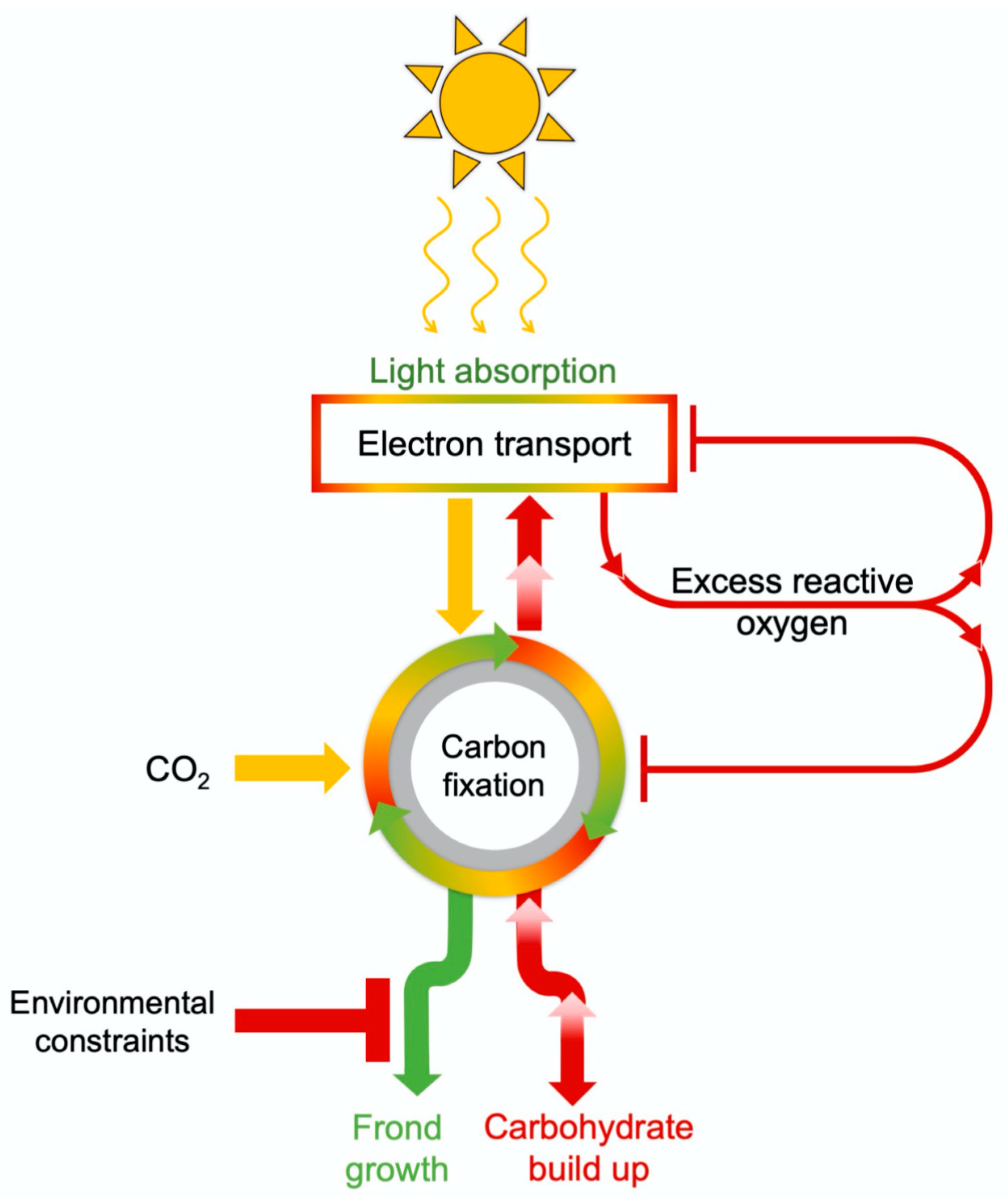 Plants 11 00145 g006
